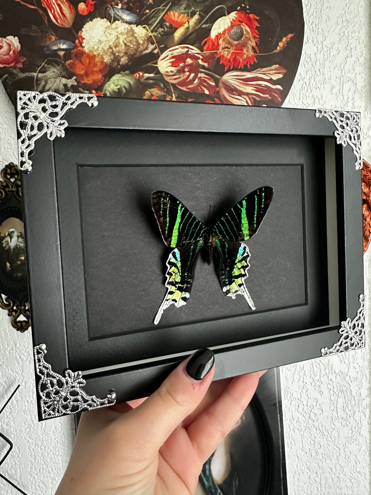 Papillon vert (Urania leilus)