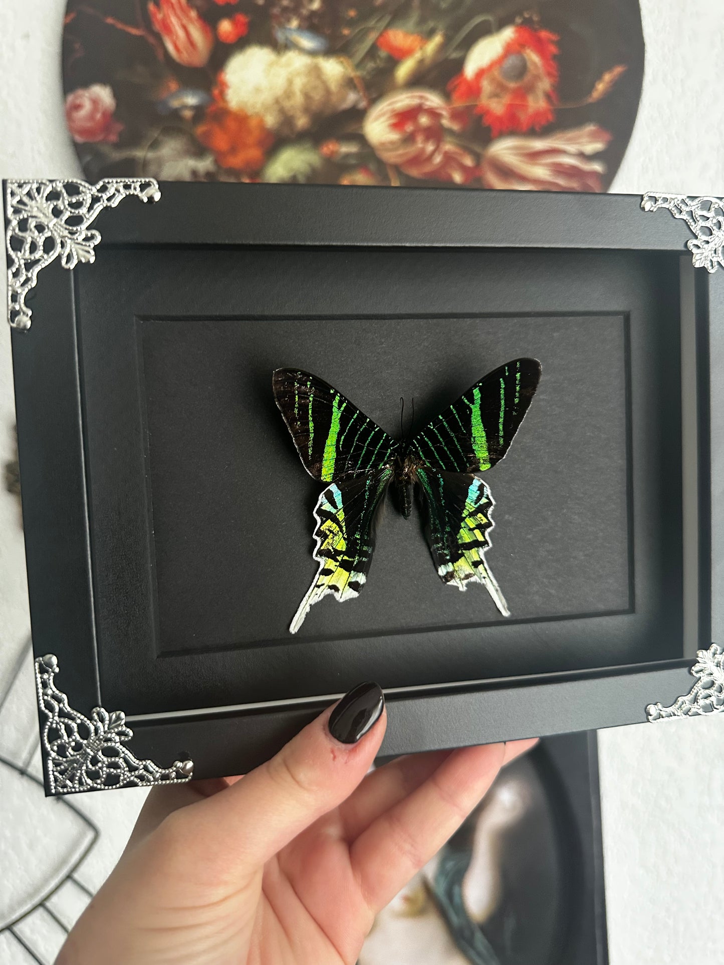 Papillon vert (Urania leilus)