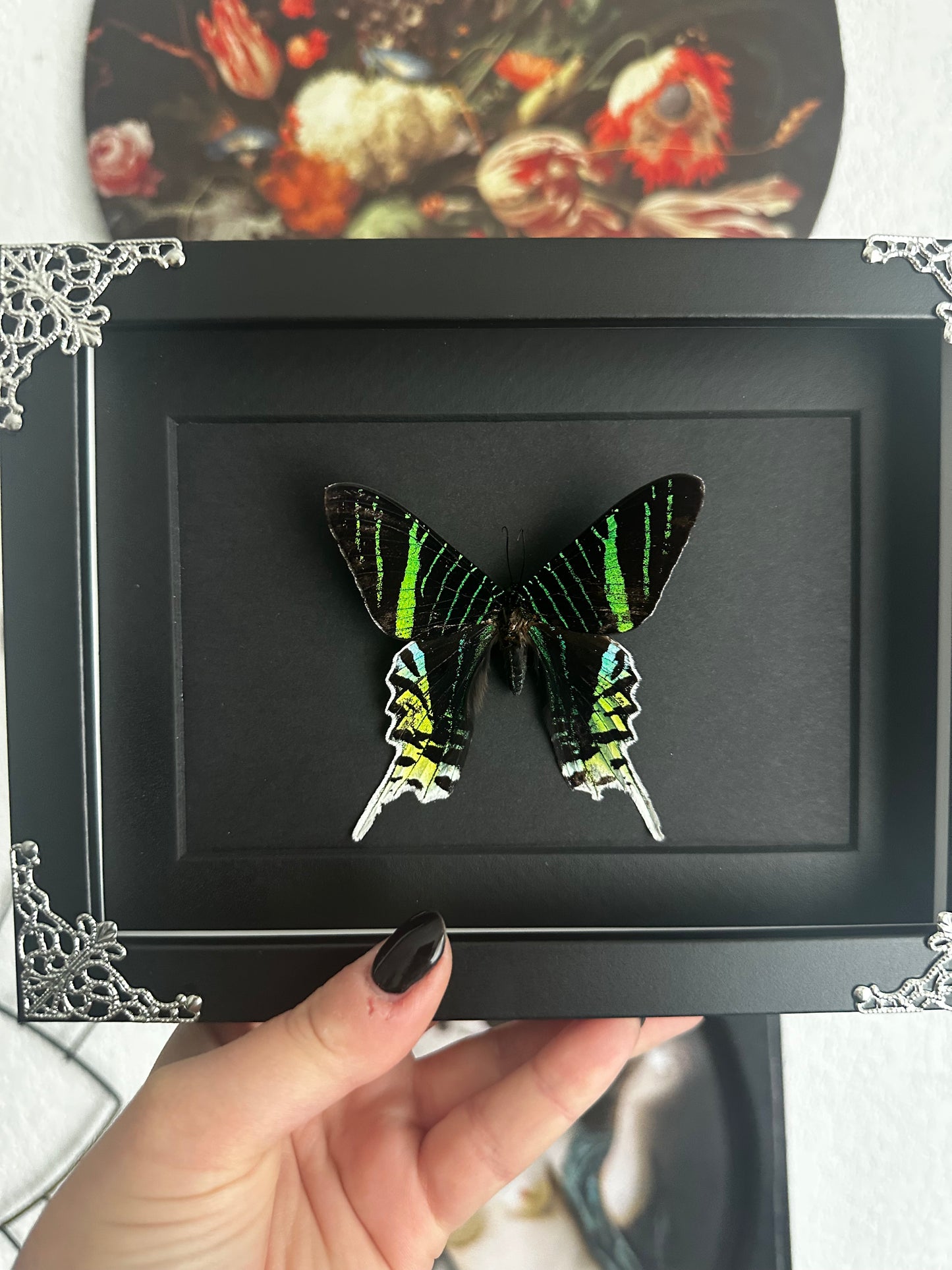 Papillon vert (Urania leilus)