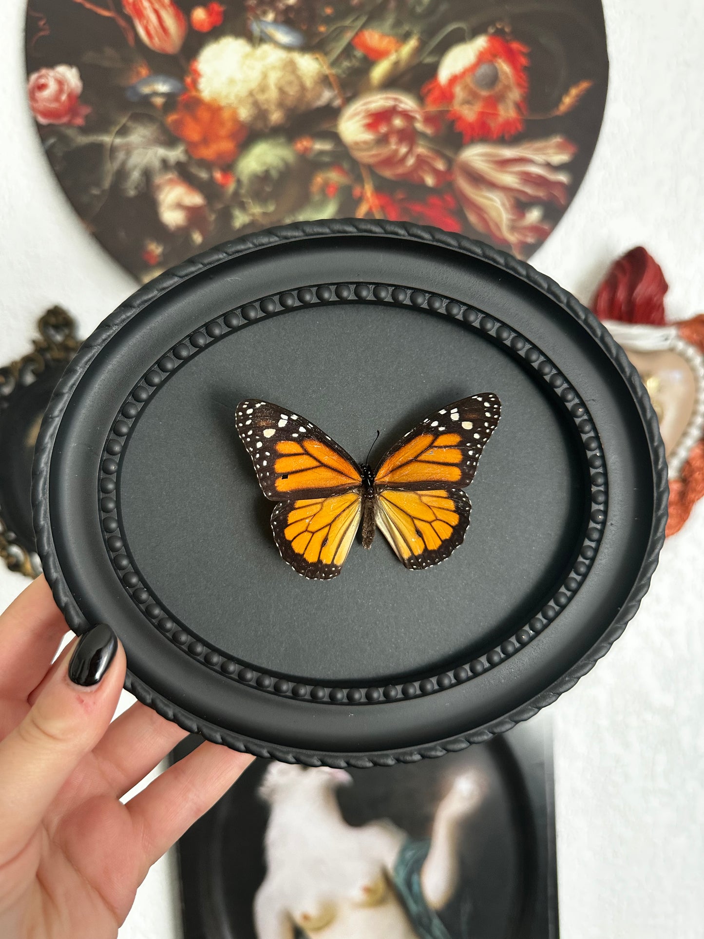 Papillon monarque (Danaus plexippus)