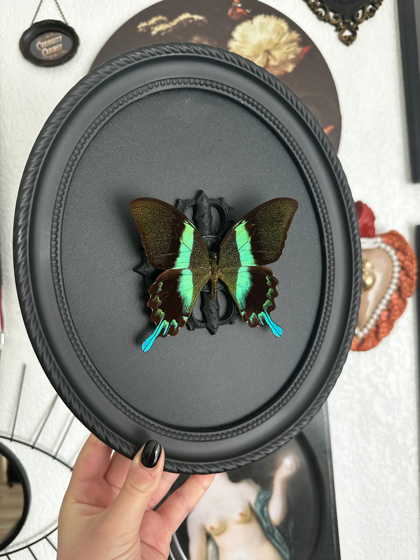 Papillon bleu vert (Papilio blumei fruhstorferi)