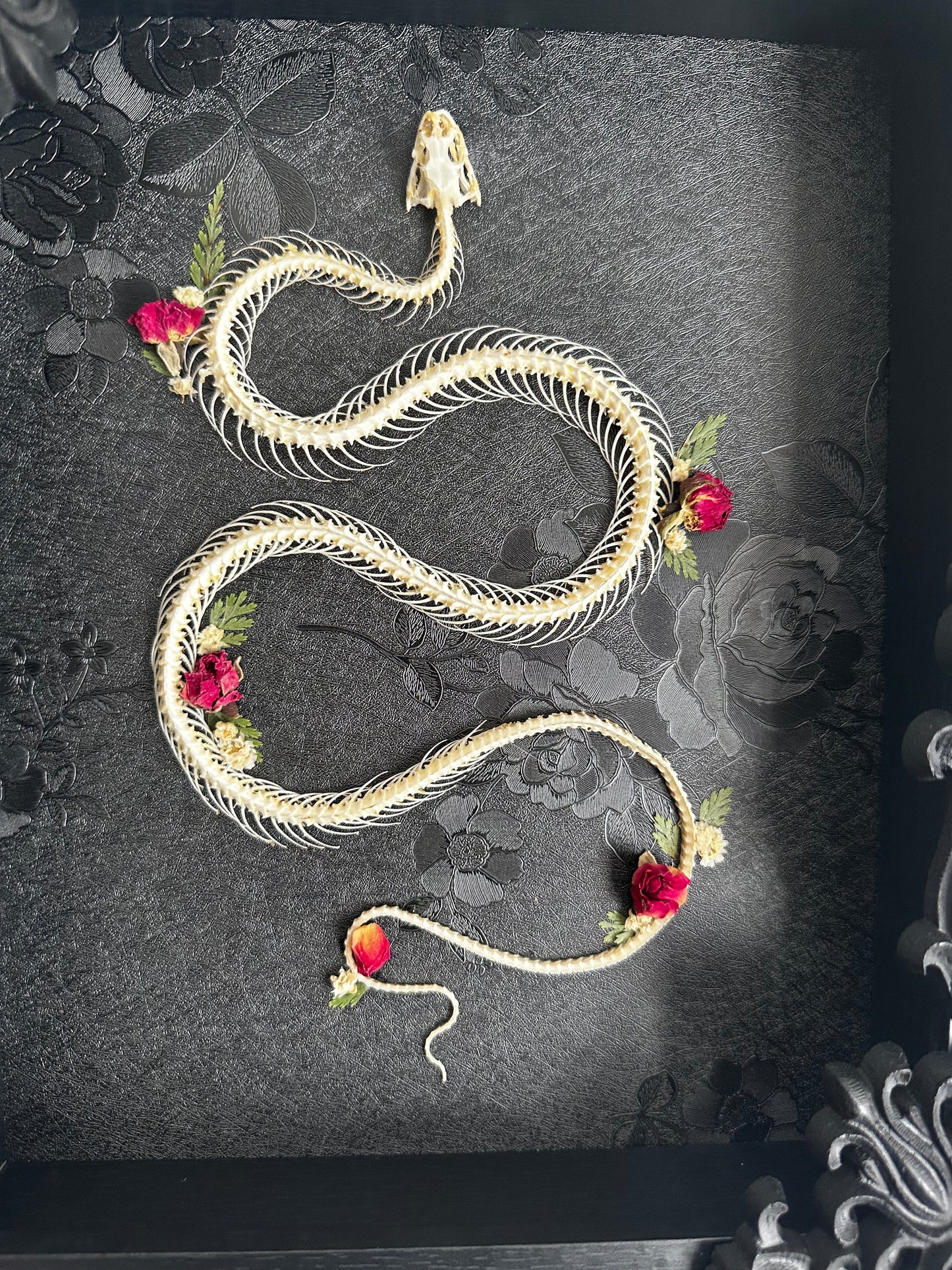 Squelette de serpent (Hypsiscopus plumbea)