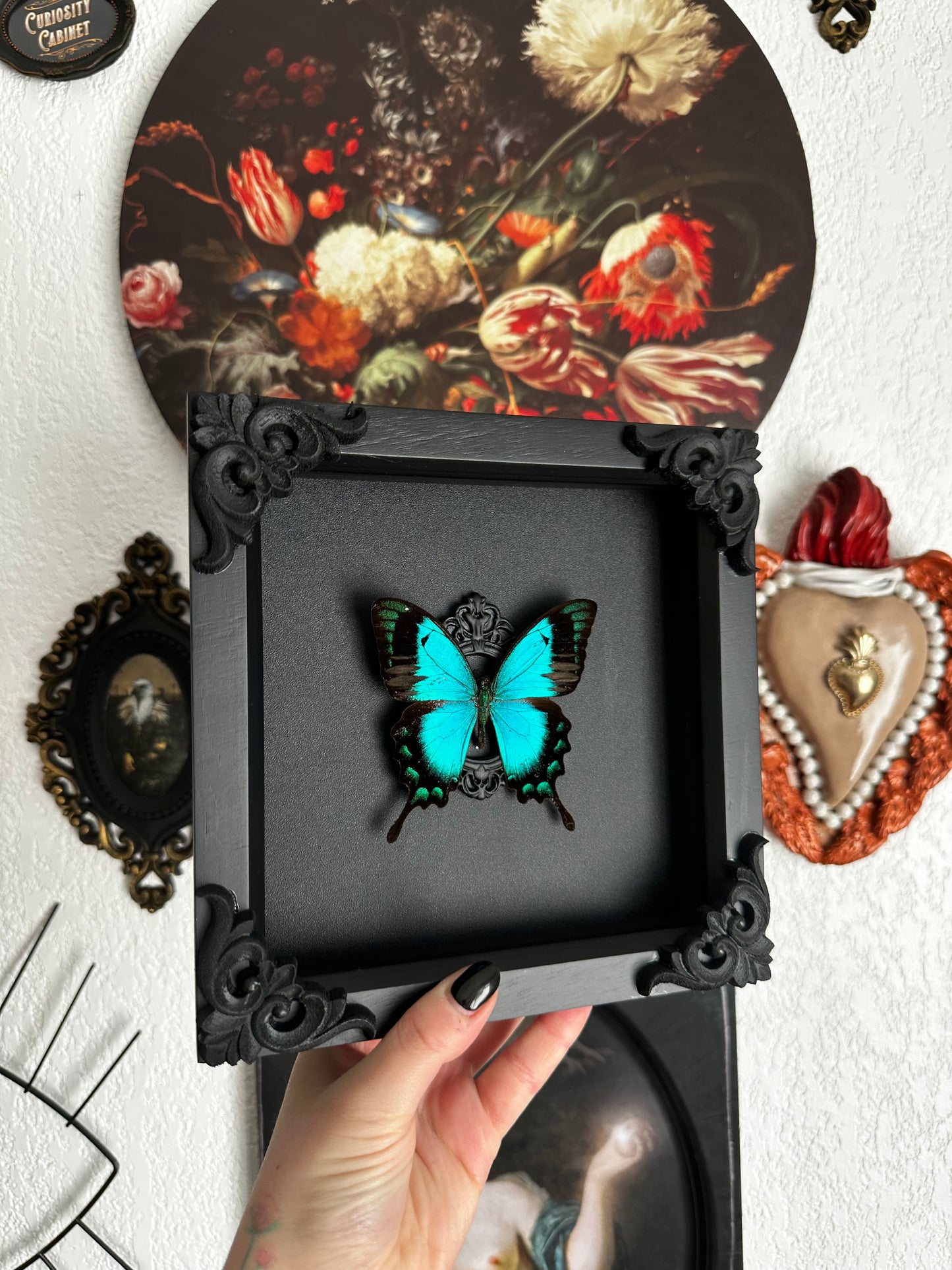 Papillon bleu vert (Papilio lorquinianus albertisi)