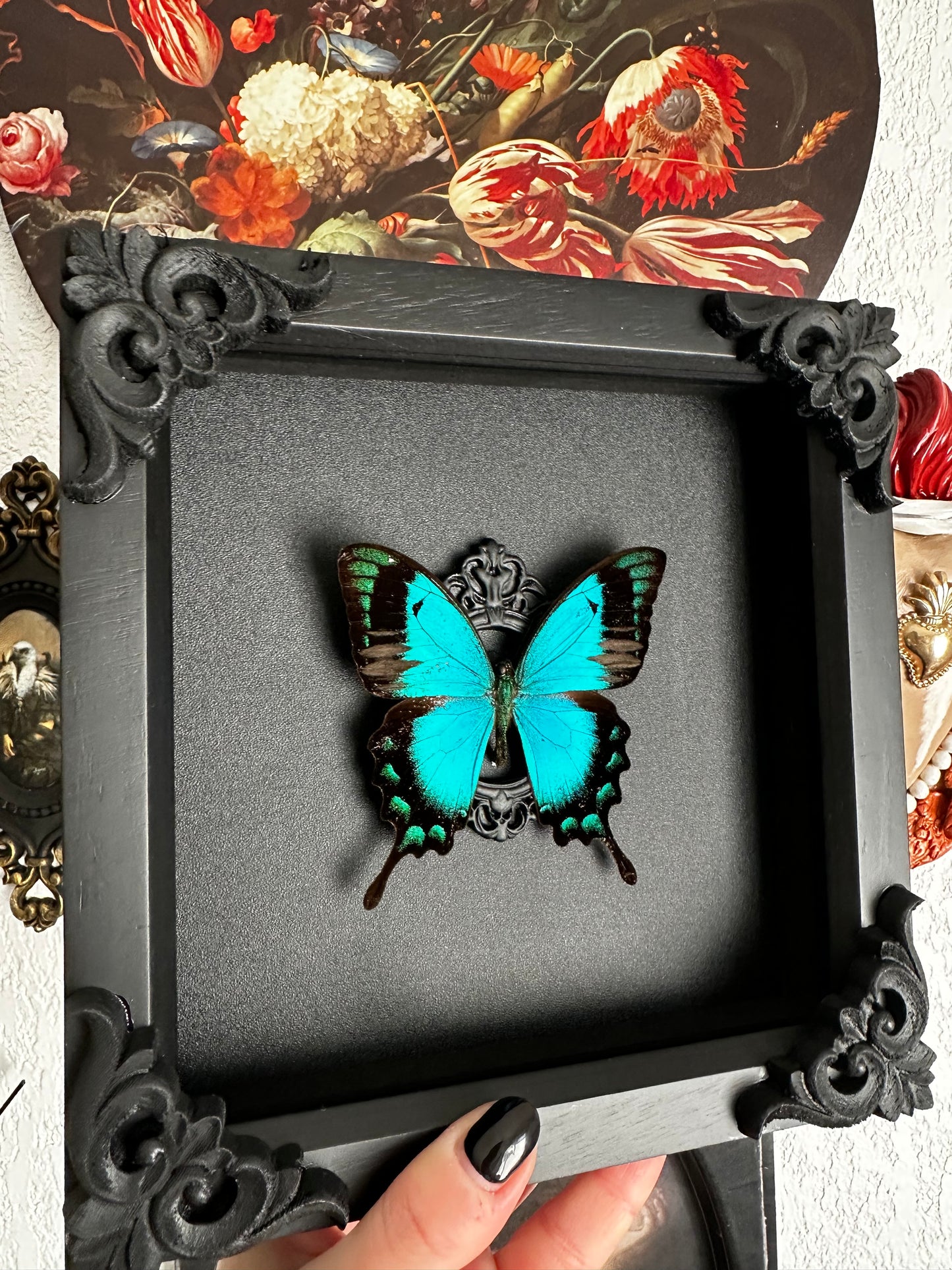 Papillon bleu vert (Papilio lorquinianus albertisi)
