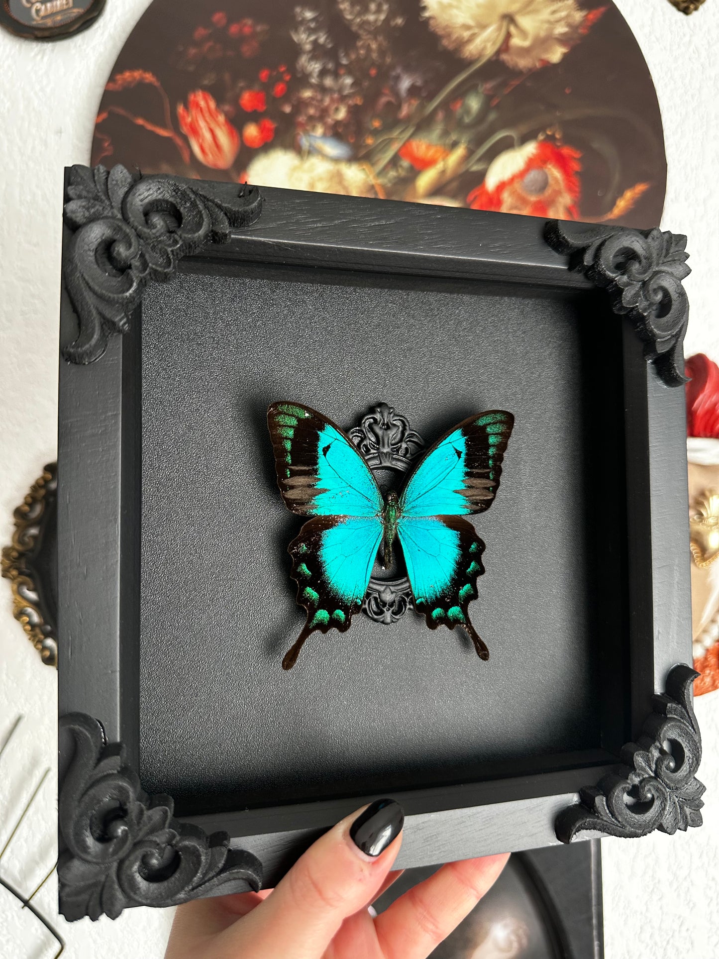 Papillon bleu vert (Papilio lorquinianus albertisi)