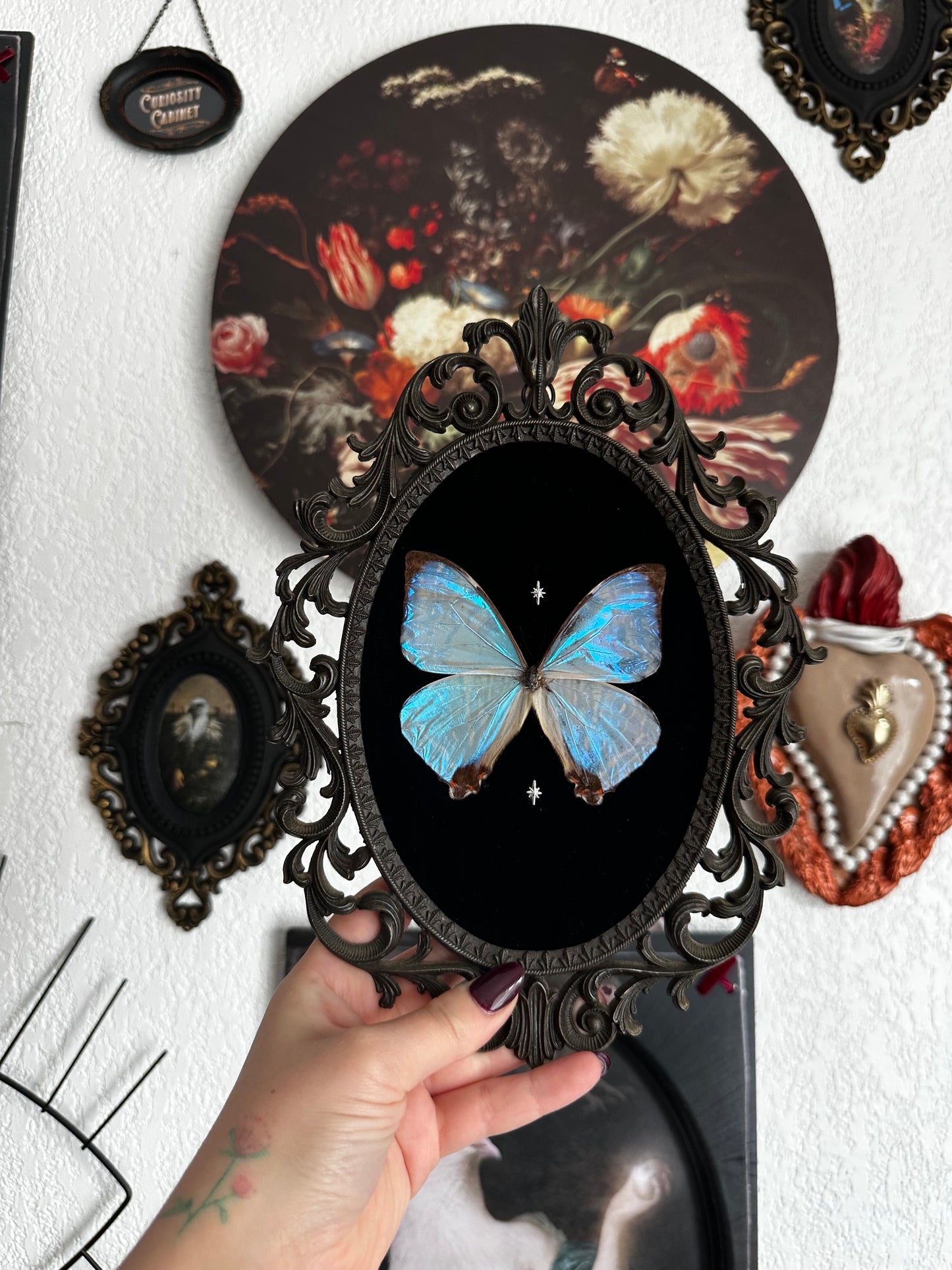 Magnifique Morpho sulkowskyi