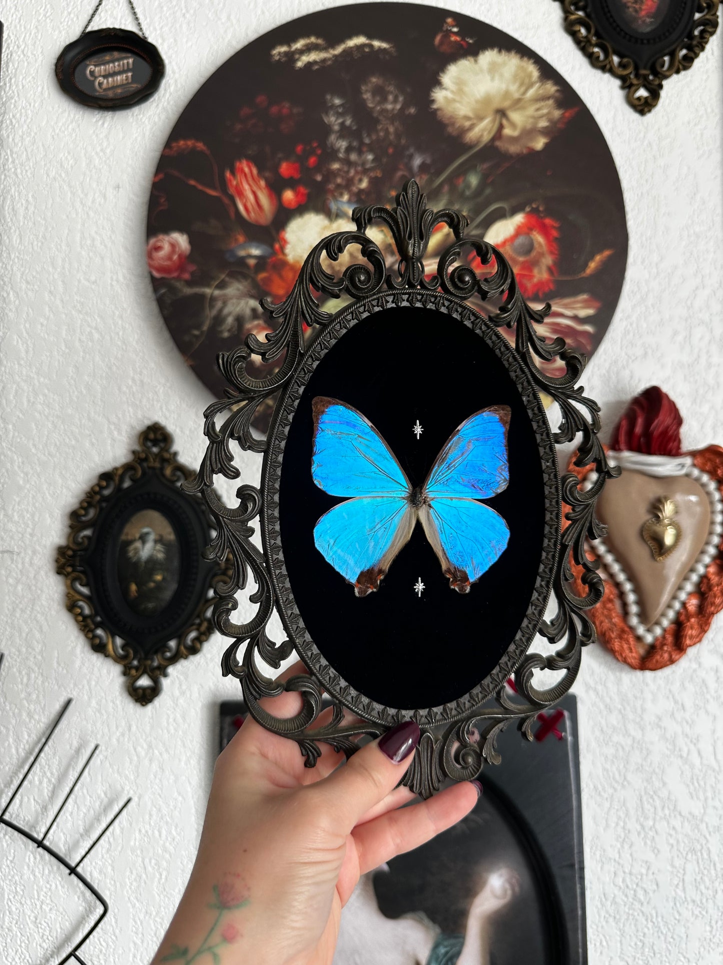 Magnifique Morpho sulkowskyi