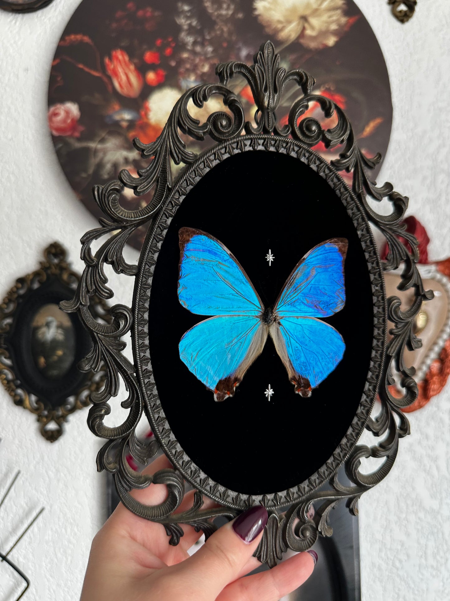 Magnifique Morpho sulkowskyi