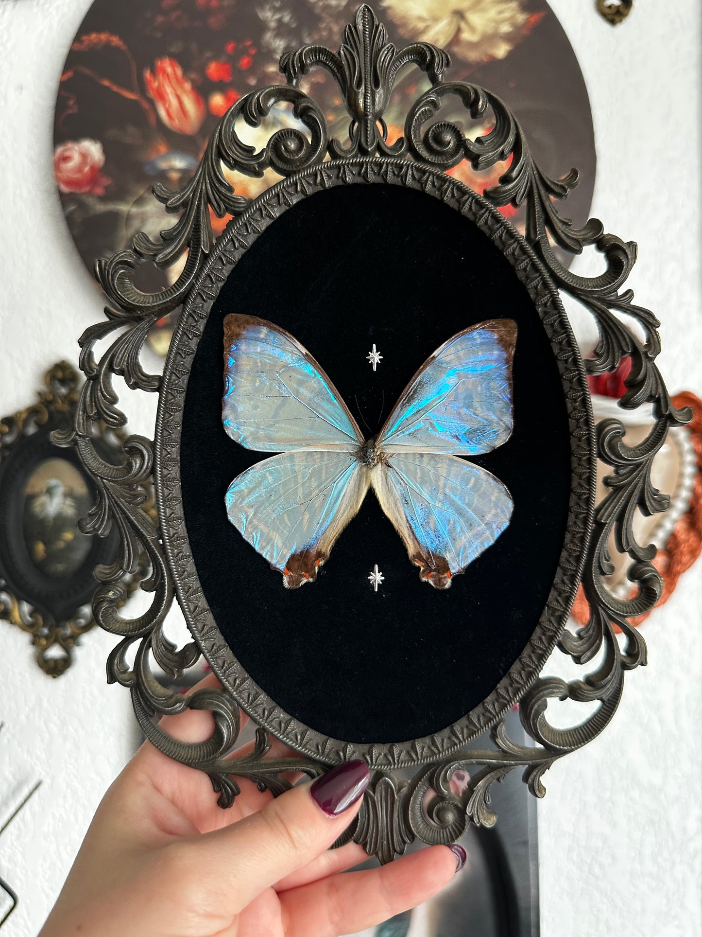 Magnifique Morpho sulkowskyi