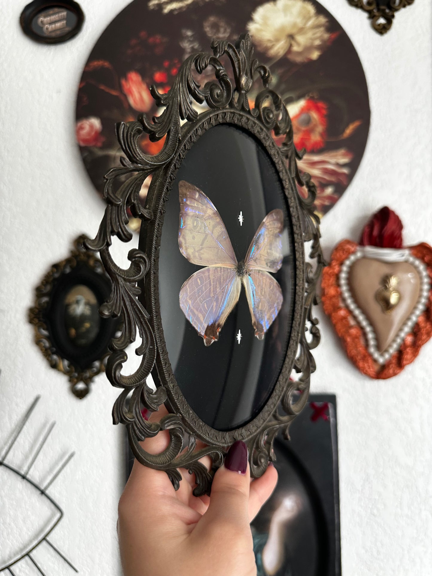Magnifique Morpho sulkowskyi