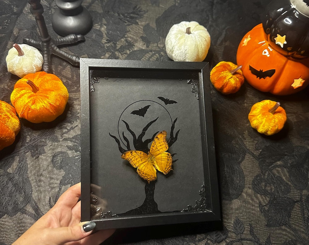 -20% Halloween Collection – Véritable papillon orange naturalisé sur fond clair de lune noir