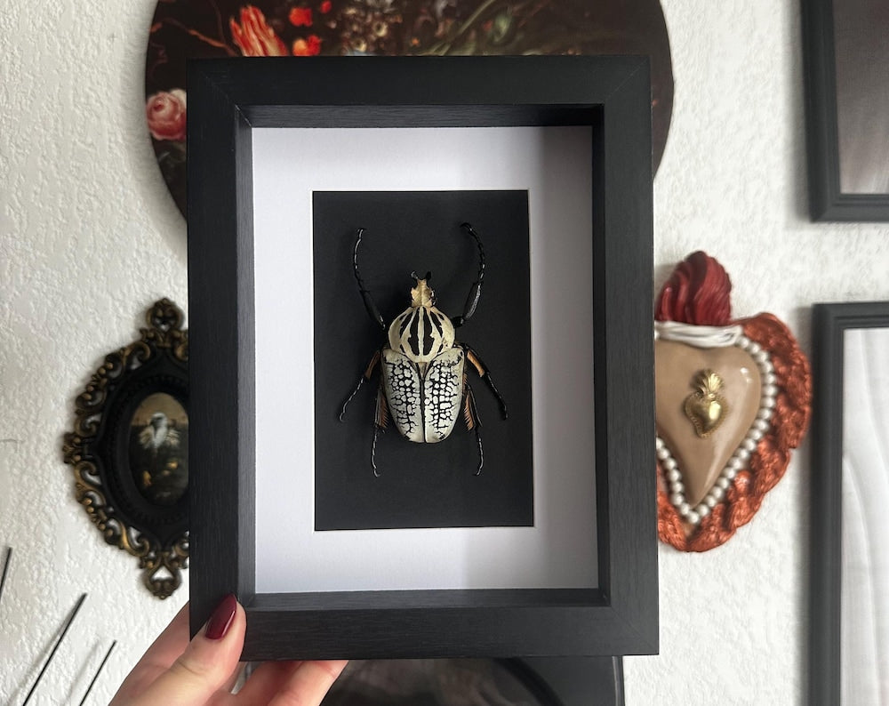 Scarabée Goliath (Goliathus goliatus)