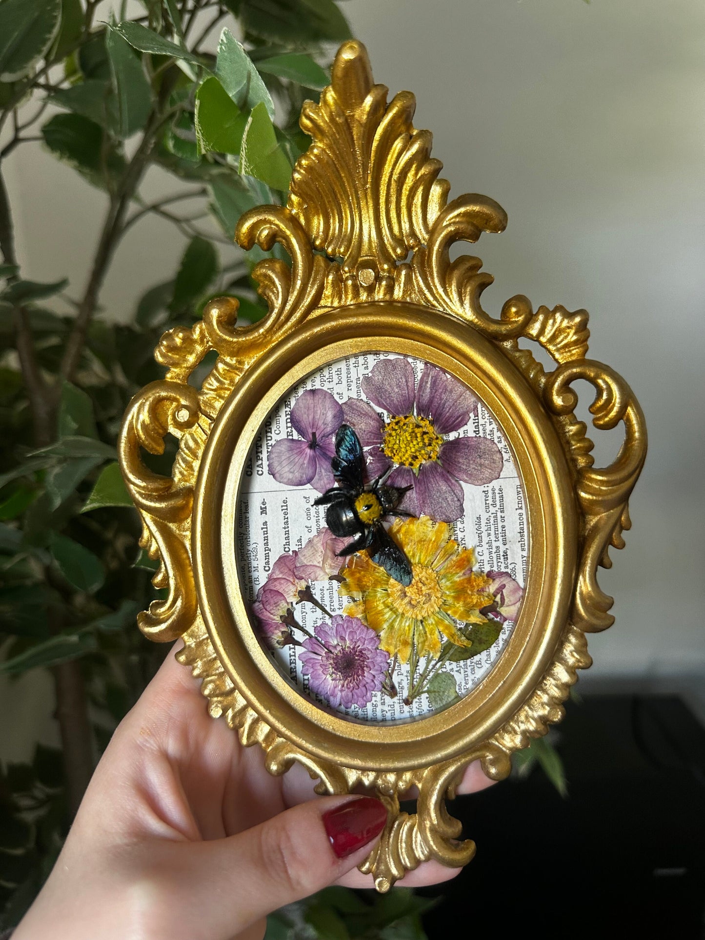Véritable abeille charpentière (Xylocopa confusa) italien vintage et fleurs séchées// entomology, curiosity cabinet dark art