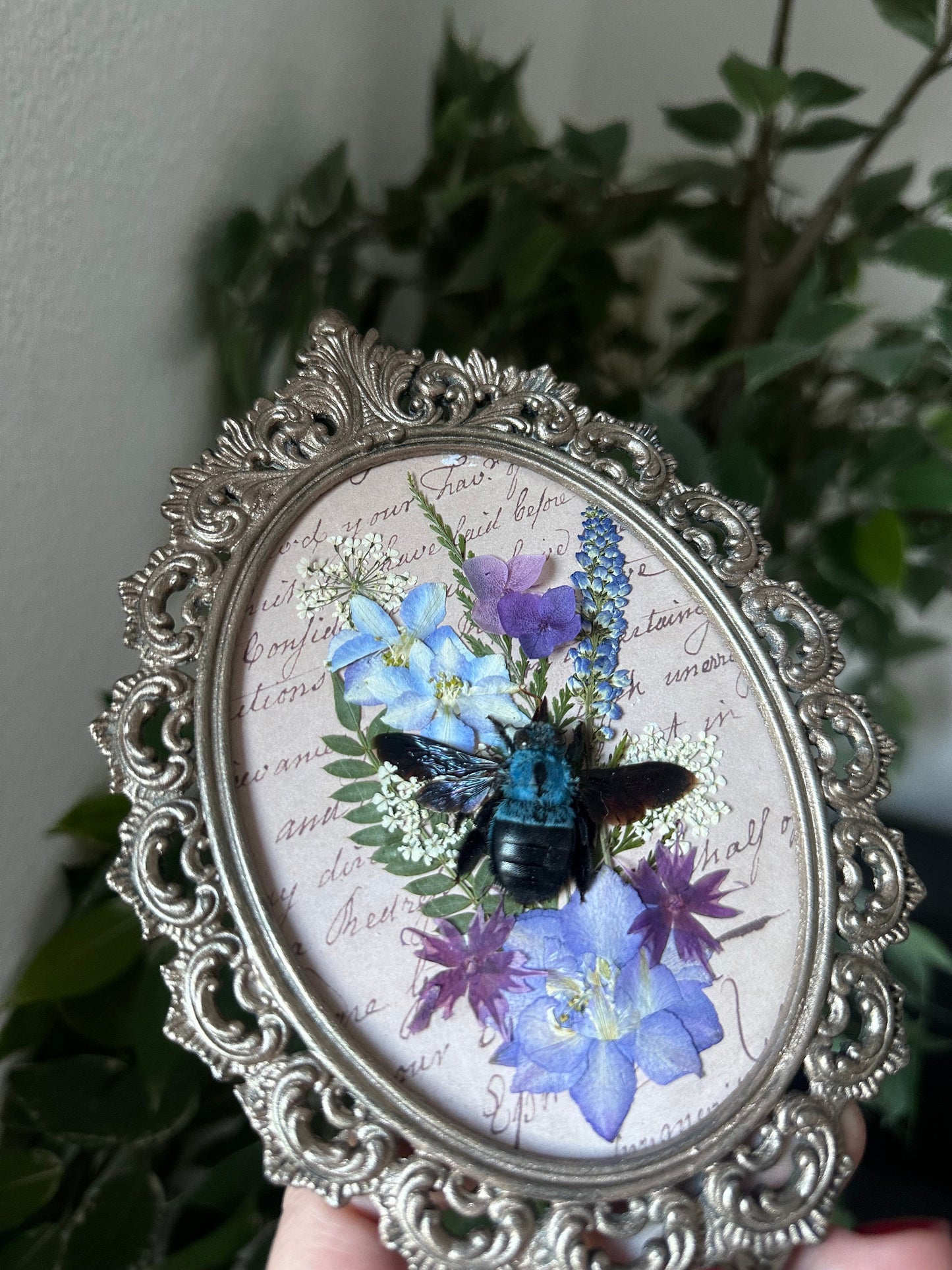 Véritable abeille charpentière (Xylocopa caerulea) cadre italien vintage et fleurs séchées// entomology, curiosity cabinet dark art