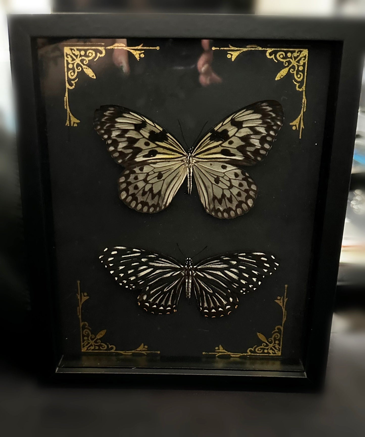 Magnifique duo de papillons noir et blanc naturalisés sous cadre avec ornements métalliques / entomologie, cabinet de curiosités, dark decor
