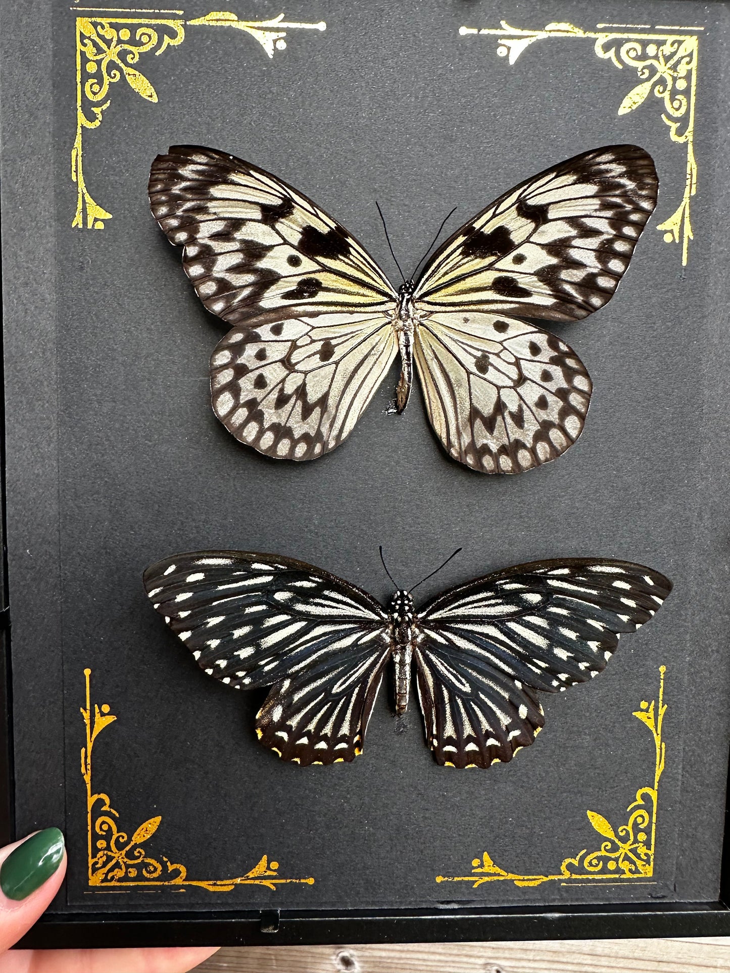Magnifique duo de papillons noir et blanc naturalisés sous cadre avec ornements métalliques / entomologie, cabinet de curiosités, dark decor