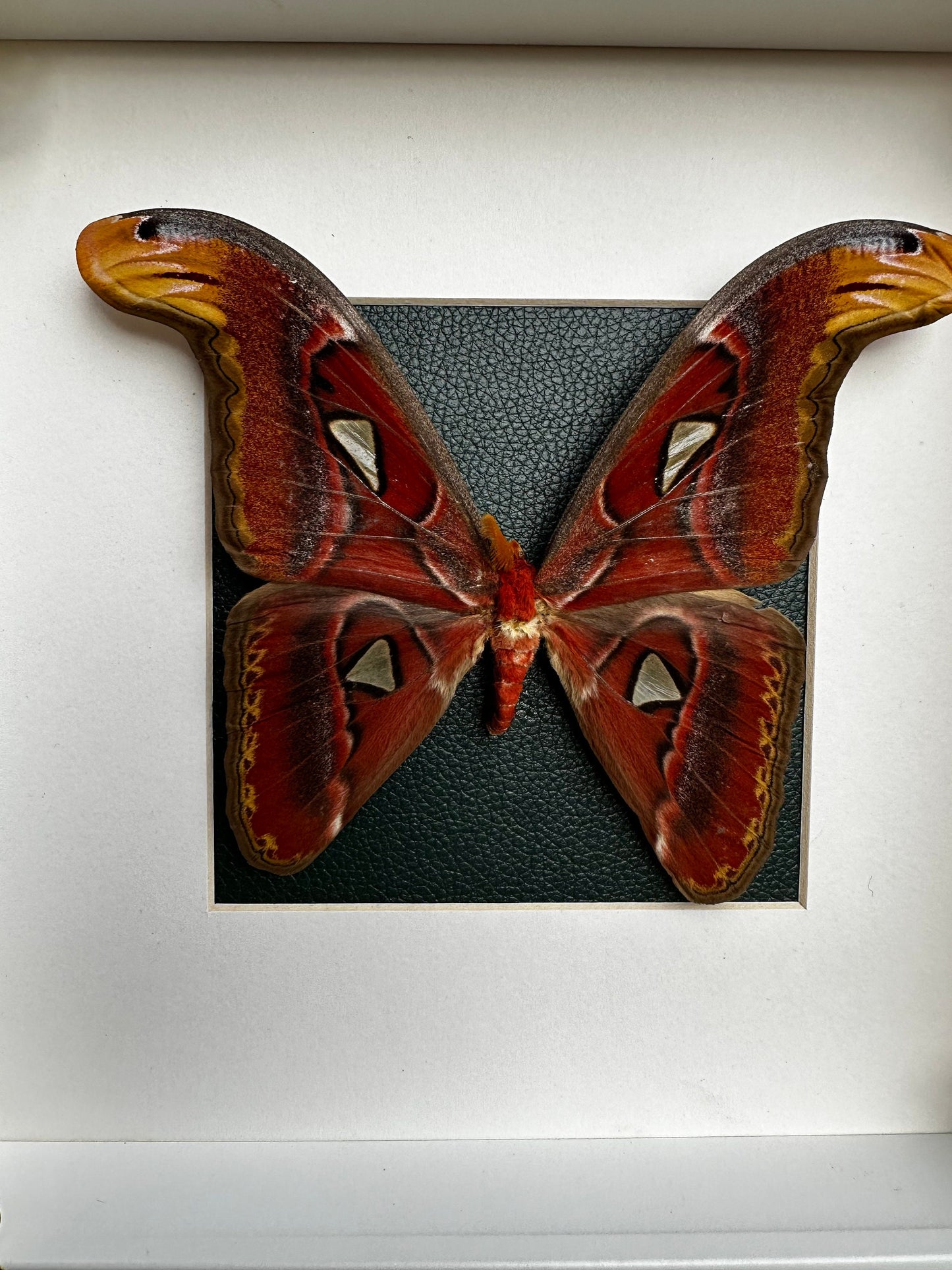 Imposant véritable papillon (Attacus Atlas) sous cadre avec ornements métalliques et fond vert / entomologie, curiosité, dark decor