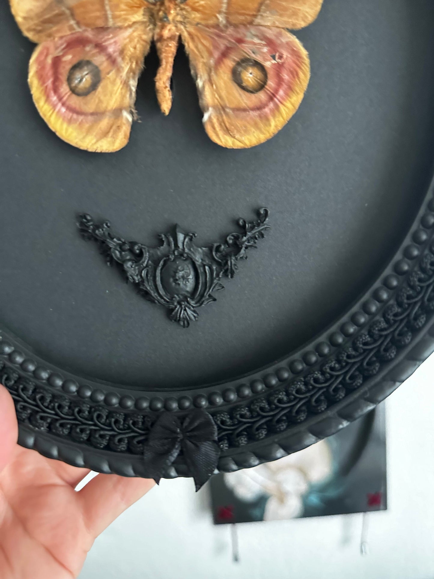 Véritable Papillon Bombyx Suraka de Madagascar sous cadre ovale noir dentelle / taxidermie, entomologie, insecte, curiosité, vintage
