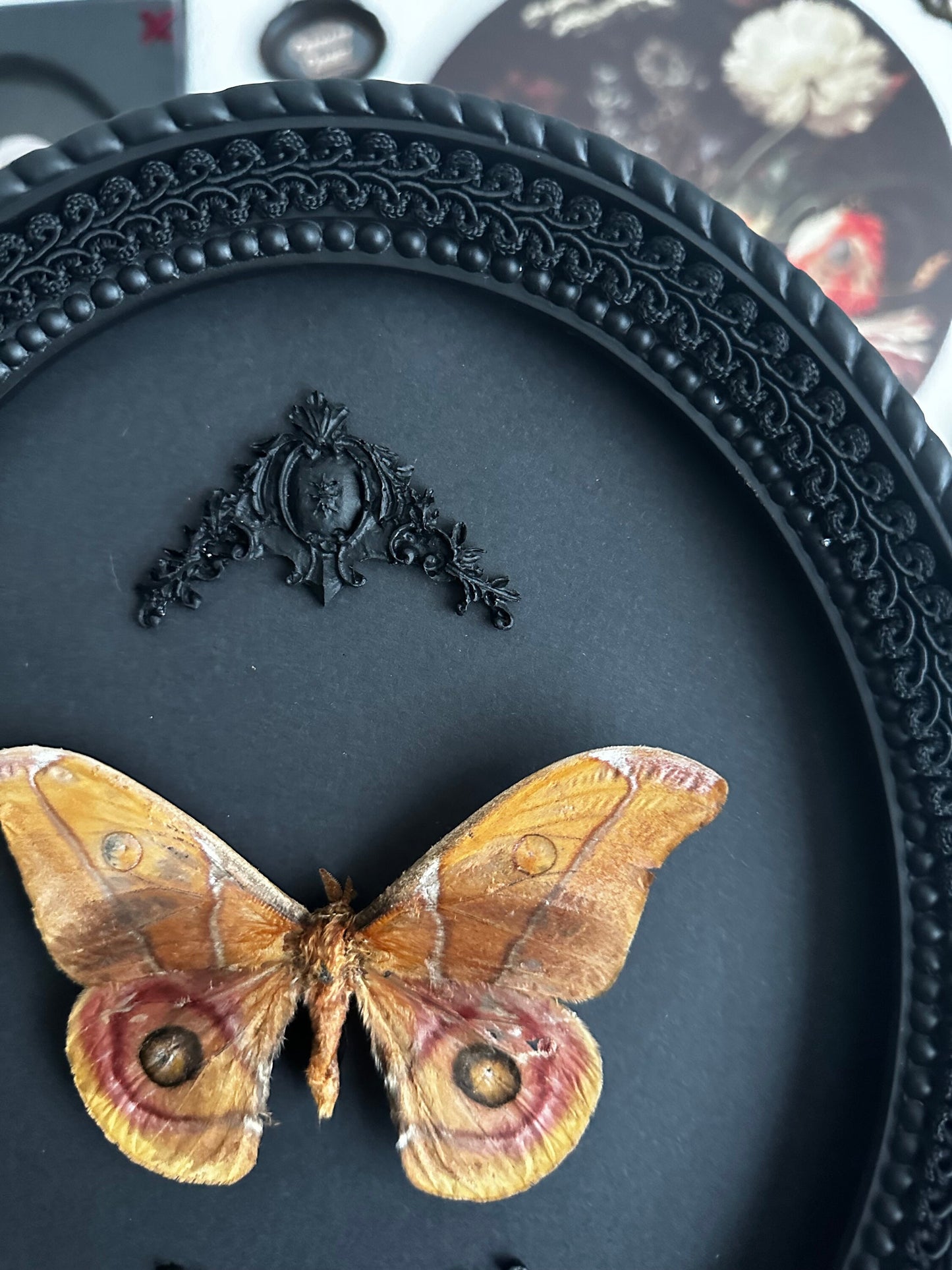 Véritable Papillon Bombyx Suraka de Madagascar sous cadre ovale noir dentelle / taxidermie, entomologie, insecte, curiosité, vintage