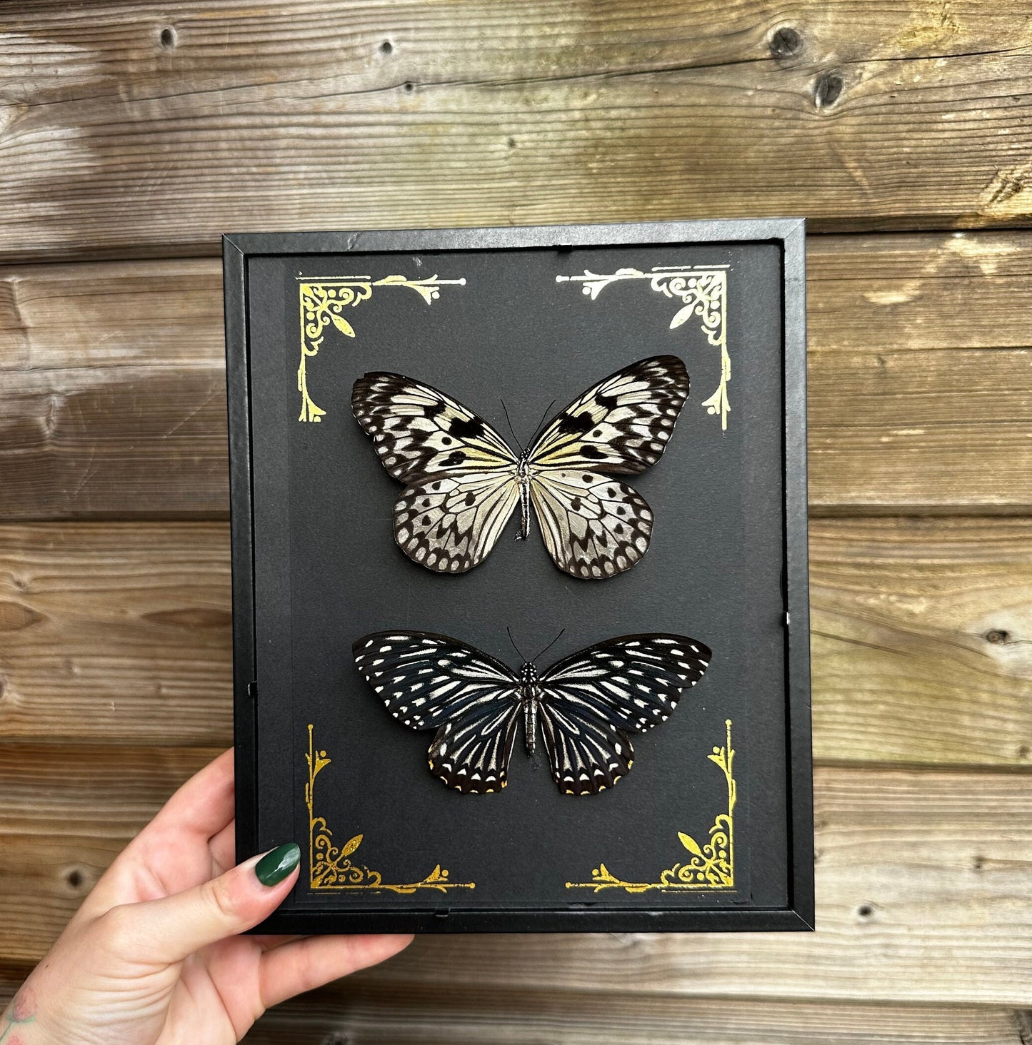 Magnifique duo de papillons noir et blanc naturalisés sous cadre avec ornements métalliques / entomologie, cabinet de curiosités, dark decor