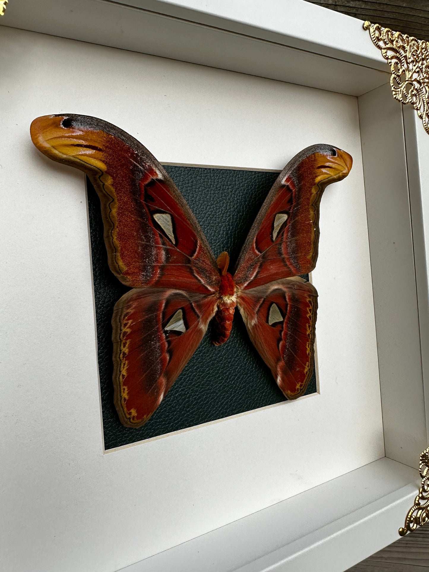 Imposant véritable papillon (Attacus Atlas) sous cadre avec ornements métalliques et fond vert / entomologie, curiosité, dark decor
