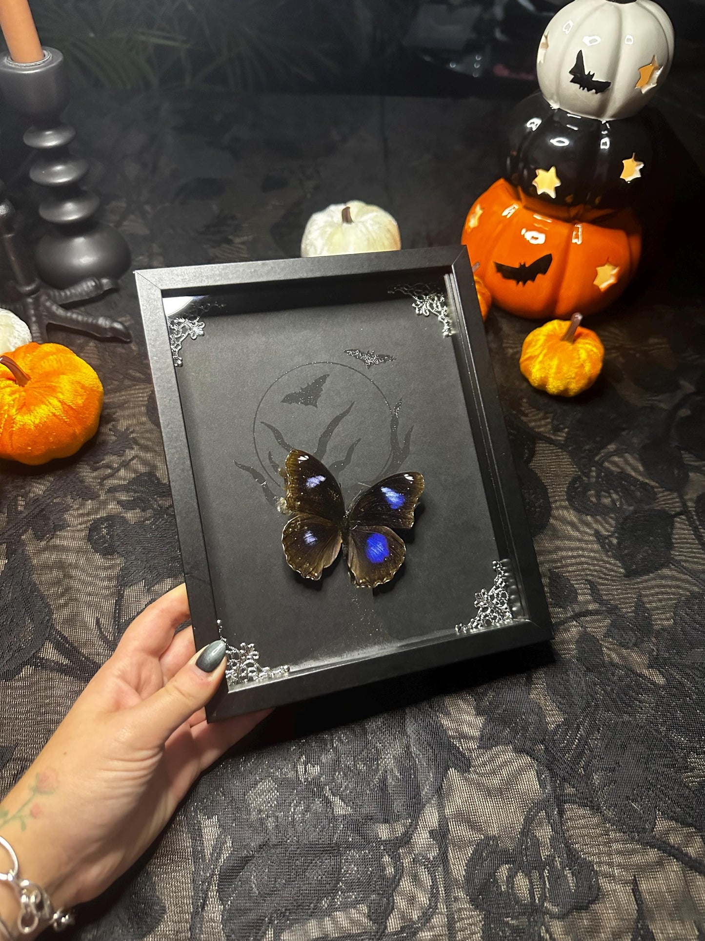 HALLOWEEN COLLECTION superbe papillon bleu naturalisé fond argenté clair de lune //entomologie, cabinet de curiosités, dark decor