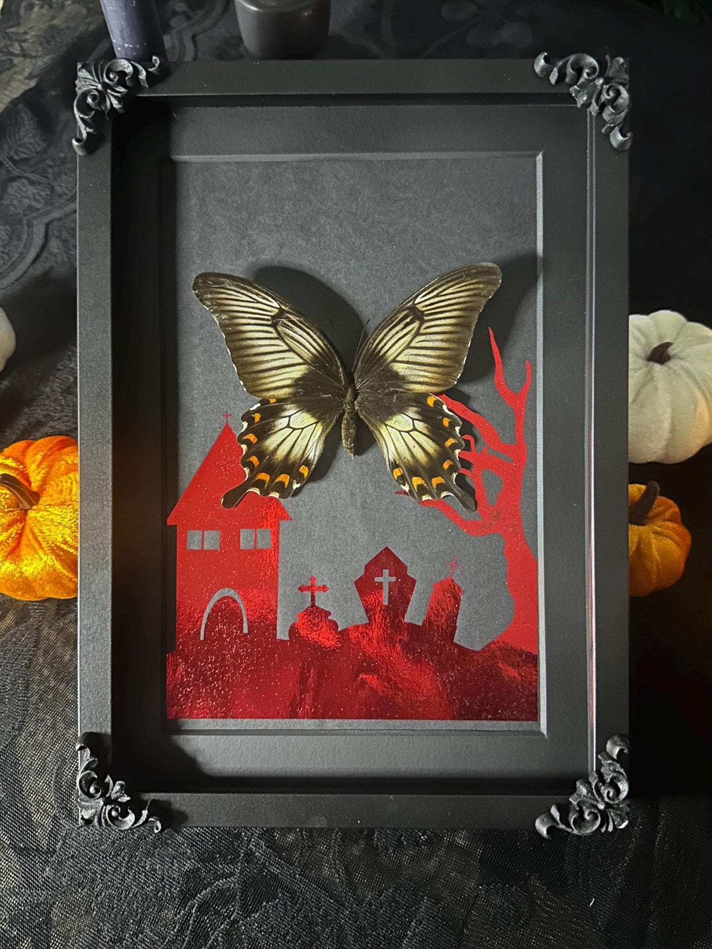 HALLOWEEN COLLECTION veritable Papilio Ascalapus naturalisé dans un cimetière hanté rouge // entomologie, cabinet de curiosités, dark decor
