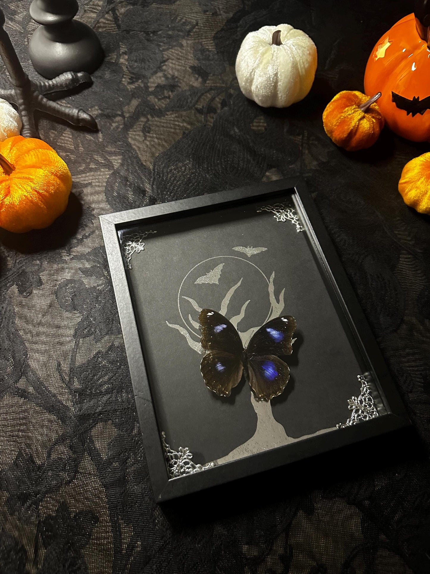 HALLOWEEN COLLECTION superbe papillon bleu naturalisé fond argenté clair de lune //entomologie, cabinet de curiosités, dark decor
