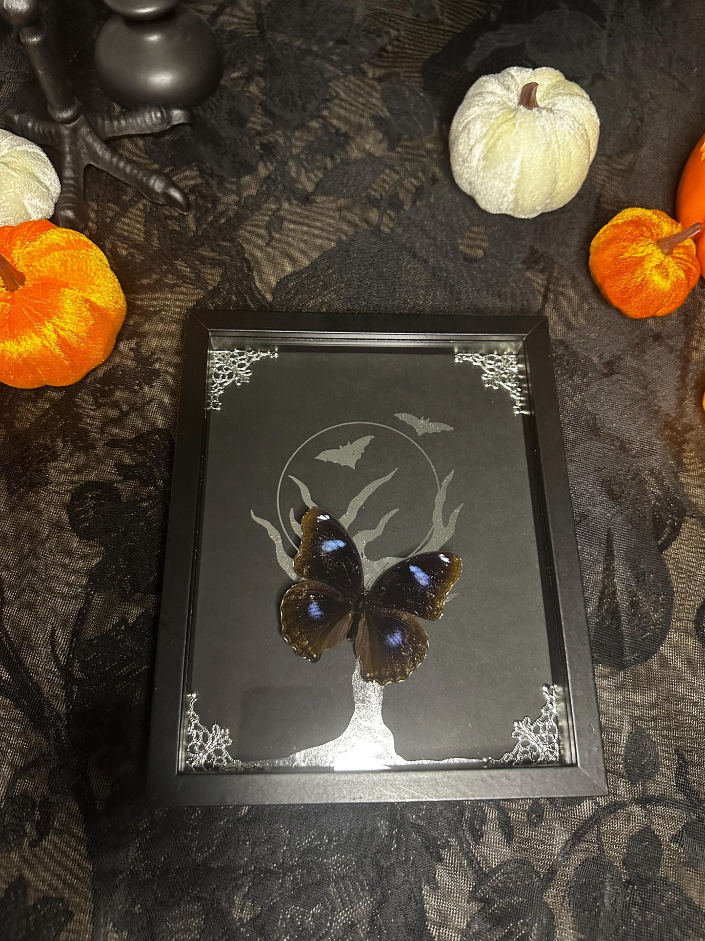 HALLOWEEN COLLECTION superbe papillon bleu naturalisé fond argenté clair de lune //entomologie, cabinet de curiosités, dark decor