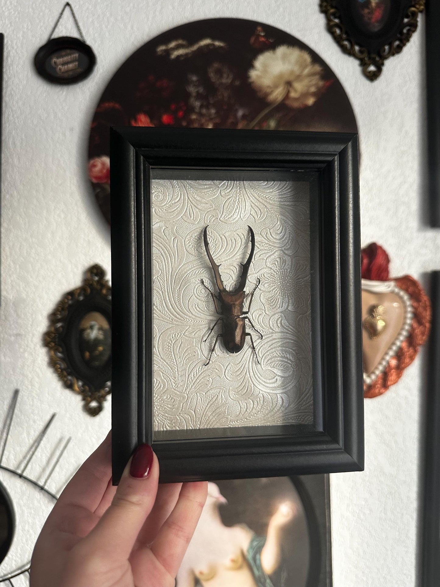 Véritable lucane (cyclommatus metalifer) couleur bronze dans un cadre baroque avec moulures // cabinet de curiosités, dark decor, oddity