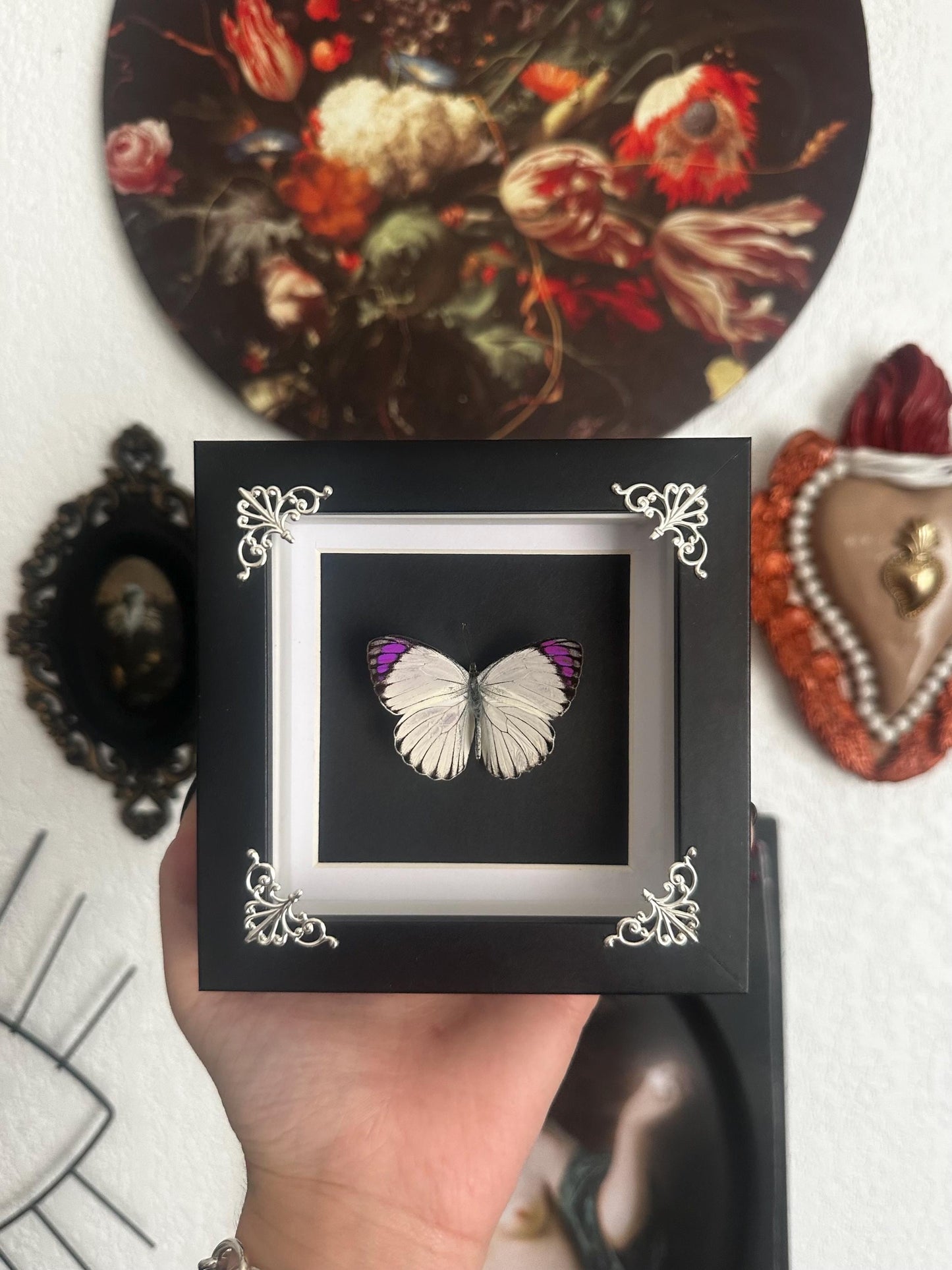 Véritable papillon blanc et violet naturalisé sous cadre vitrine carré noir // cabinet de curiosités, dark decor