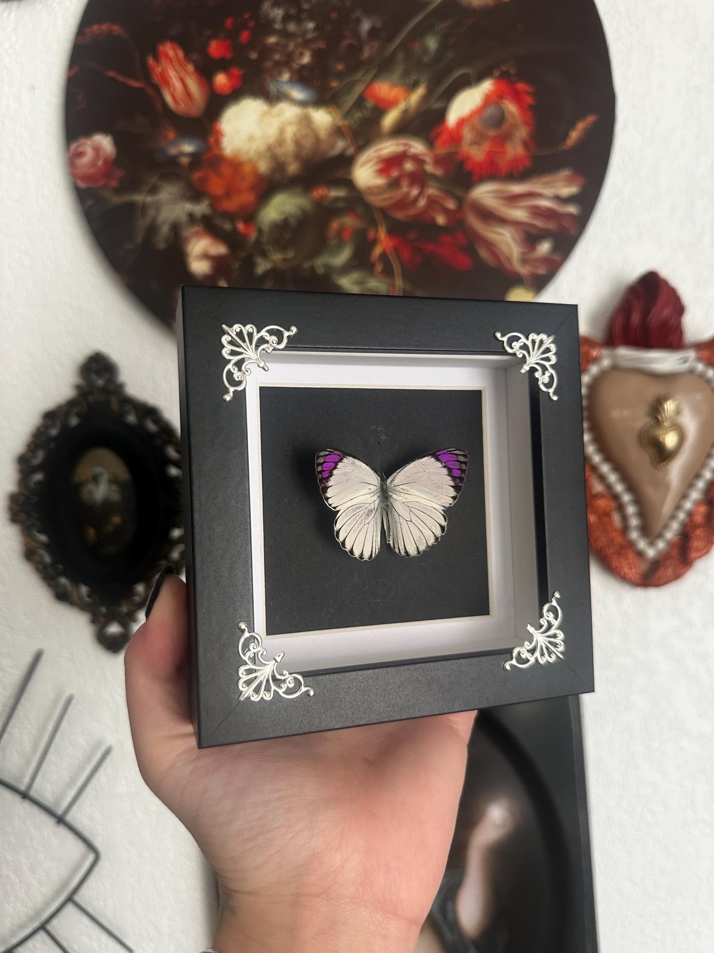 Véritable papillon blanc et violet naturalisé sous cadre vitrine carré noir // cabinet de curiosités, dark decor