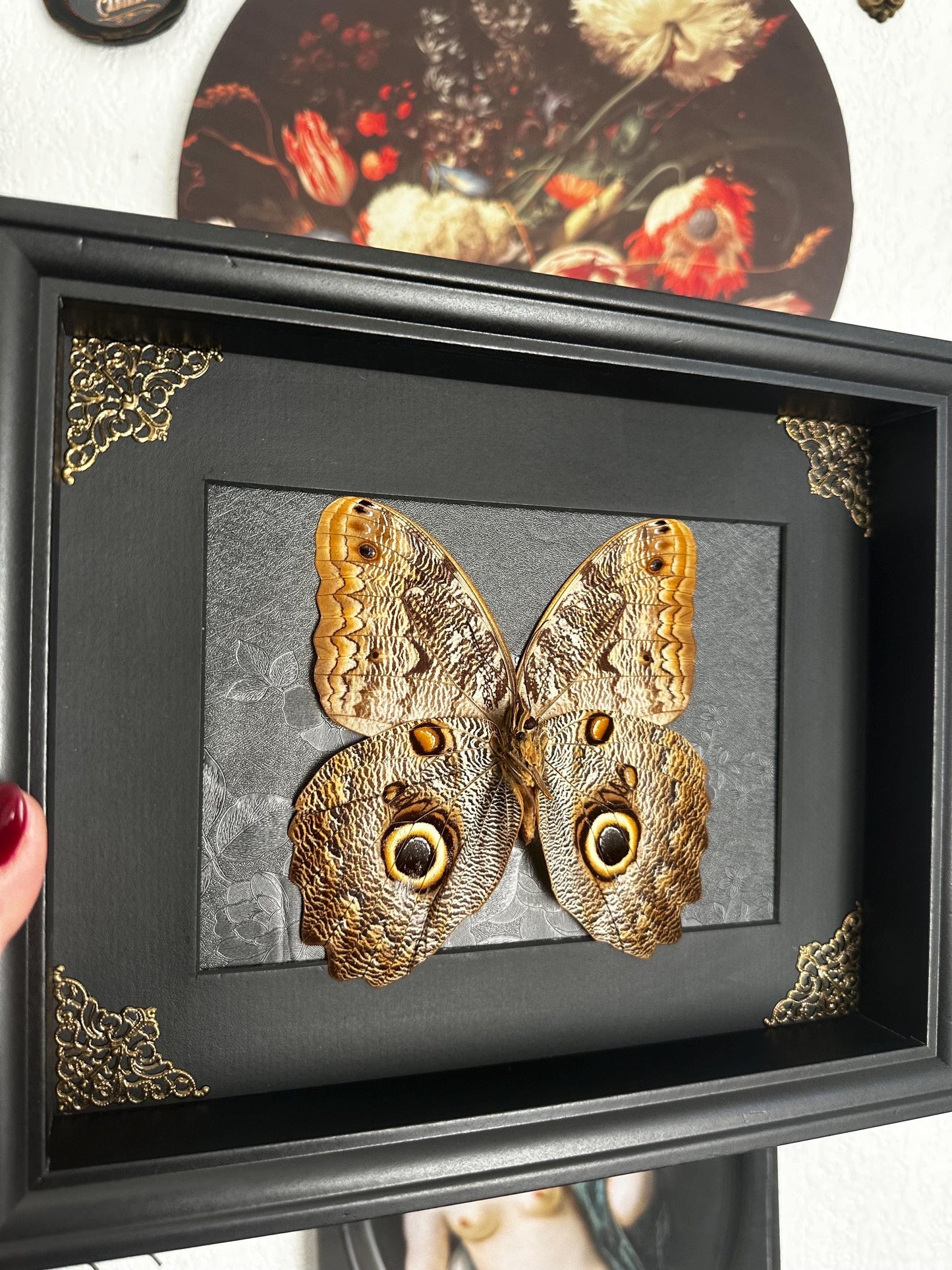 Magnifique papillon hibou (Caligo) dans un cadre avec moulures et ornements en bronze // entomologie, cabinet de curiosités, dark decor