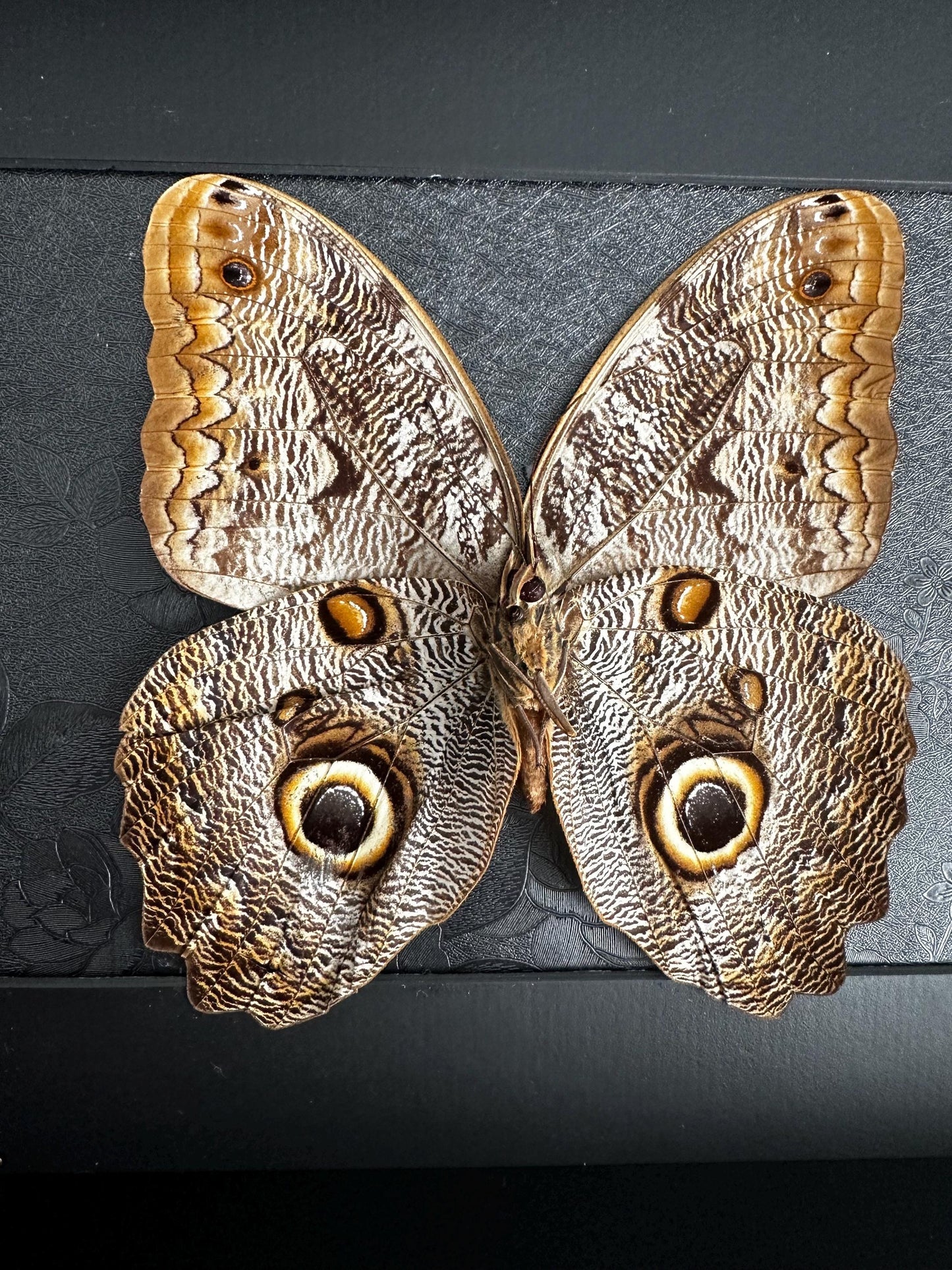 Magnifique papillon hibou (Caligo) dans un cadre avec moulures et ornements en bronze // entomologie, cabinet de curiosités, dark decor