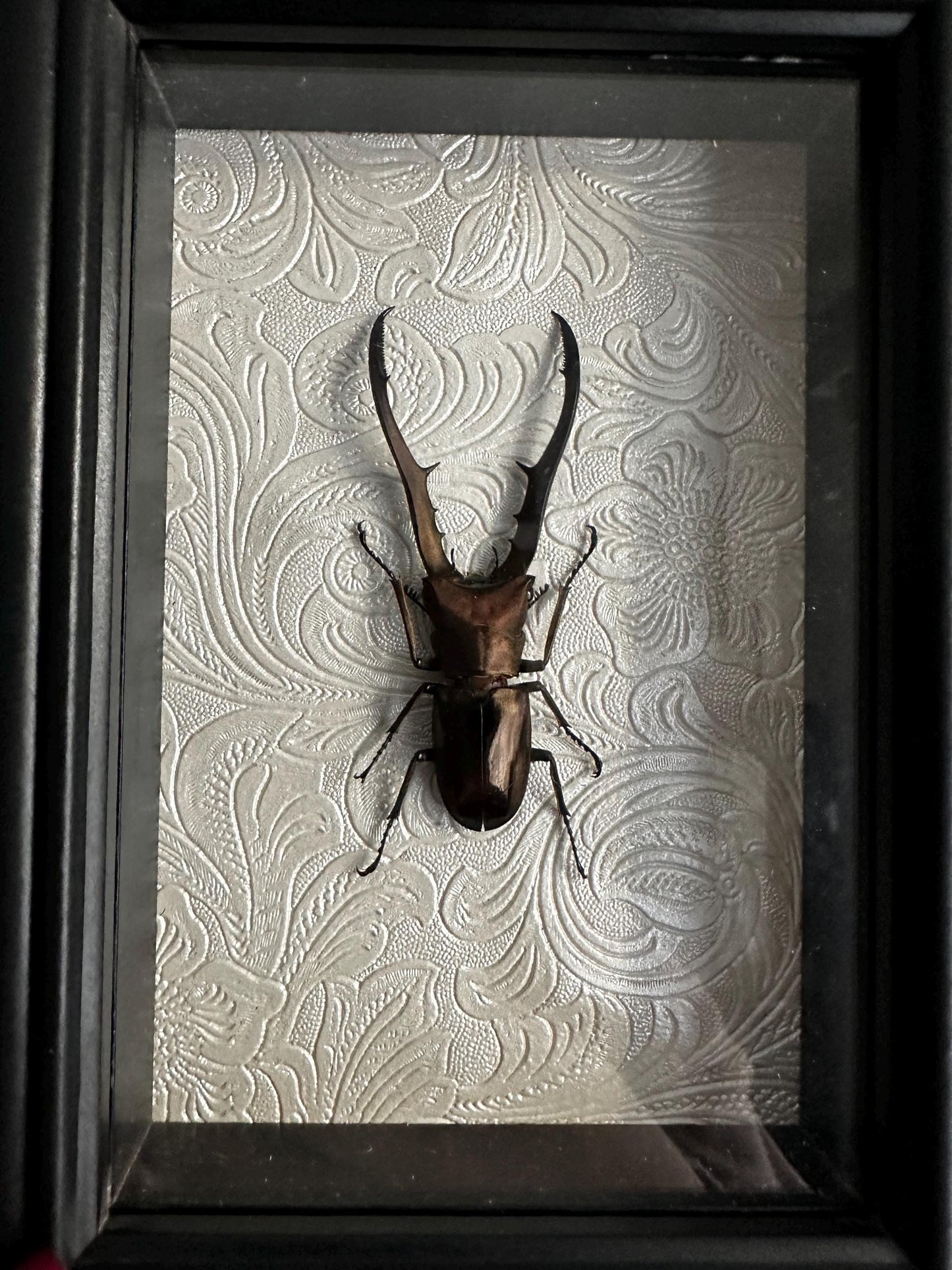 Véritable lucane (cyclommatus metalifer) couleur bronze dans un cadre baroque avec moulures // cabinet de curiosités, dark decor, oddity