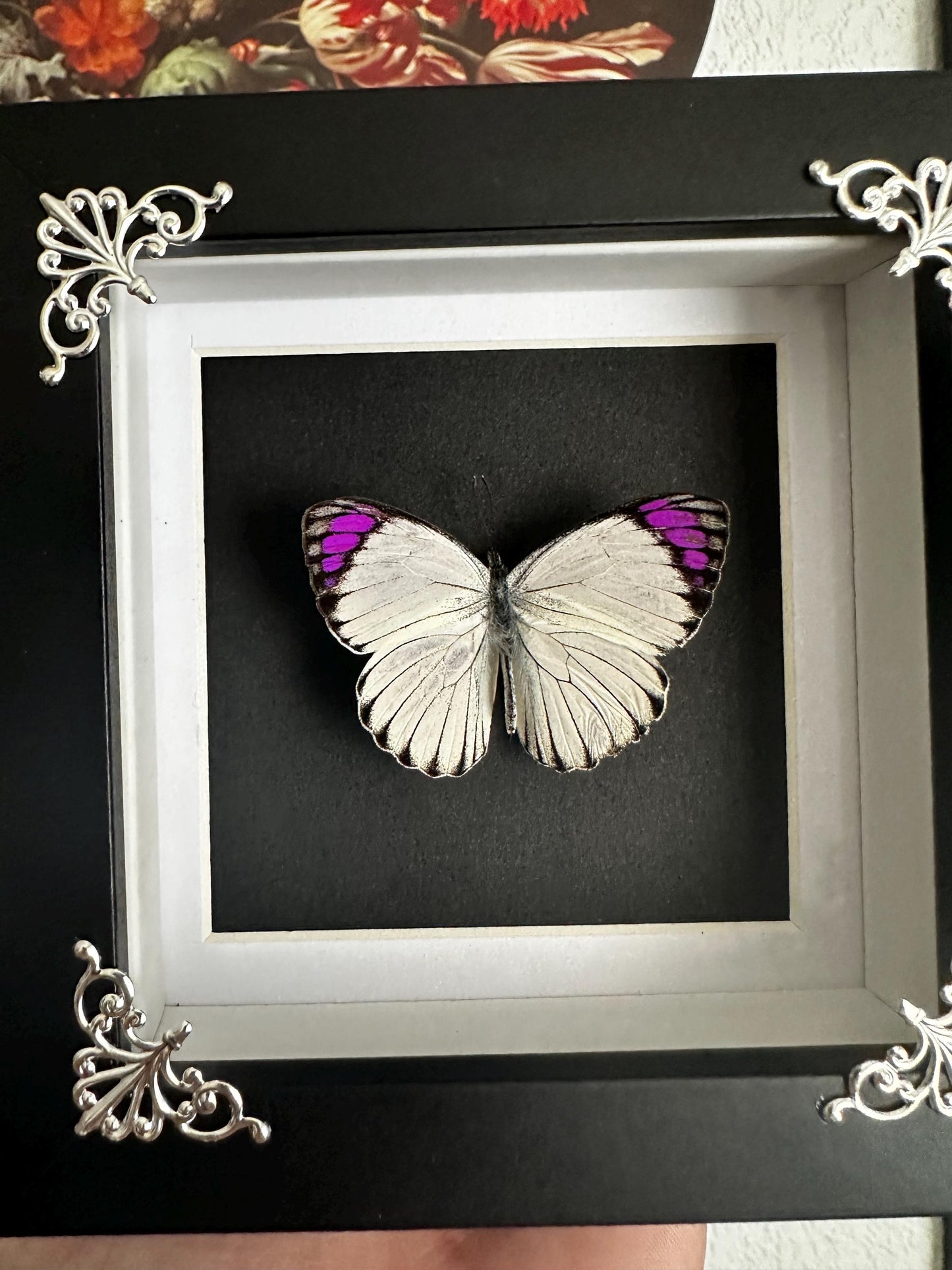 Véritable papillon blanc et violet naturalisé sous cadre vitrine carré noir // cabinet de curiosités, dark decor