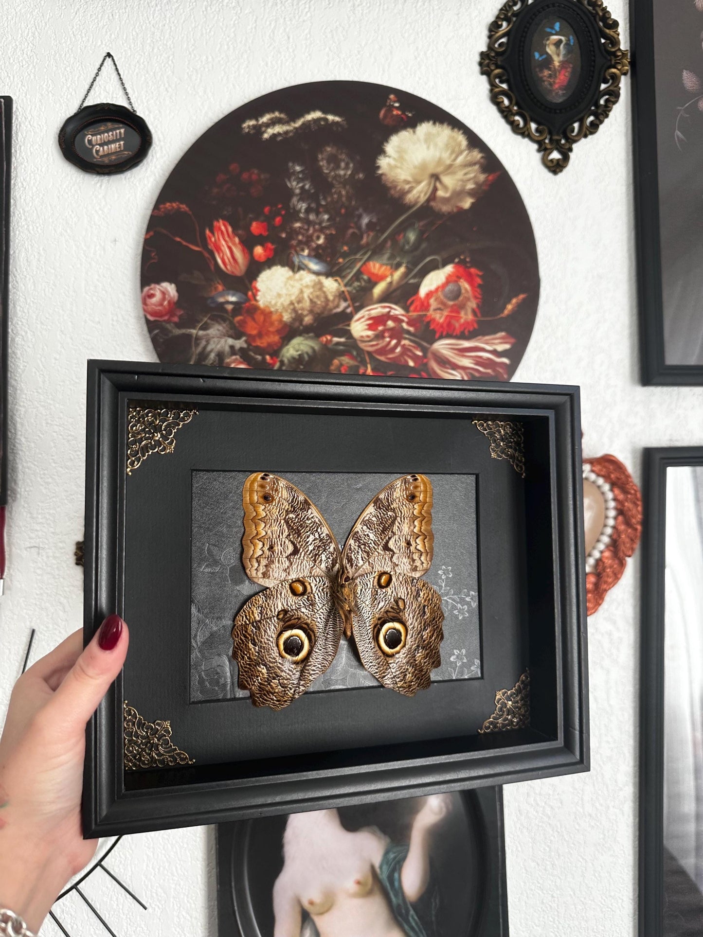 Magnifique papillon hibou (Caligo) dans un cadre avec moulures et ornements en bronze // entomologie, cabinet de curiosités, dark decor