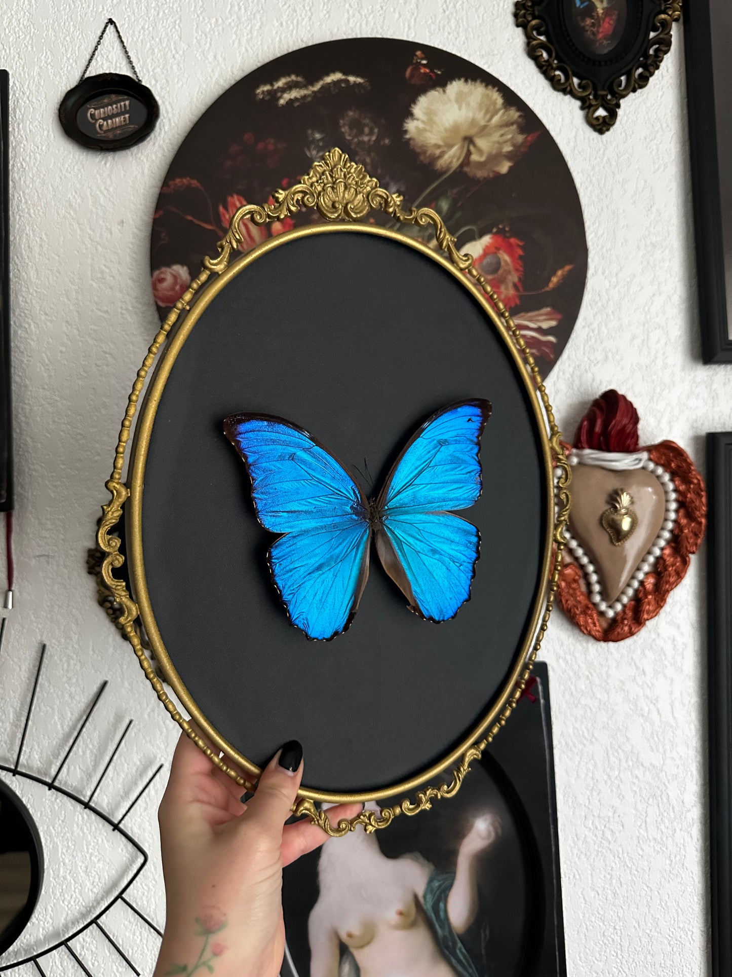 Morpho didius du Pérou