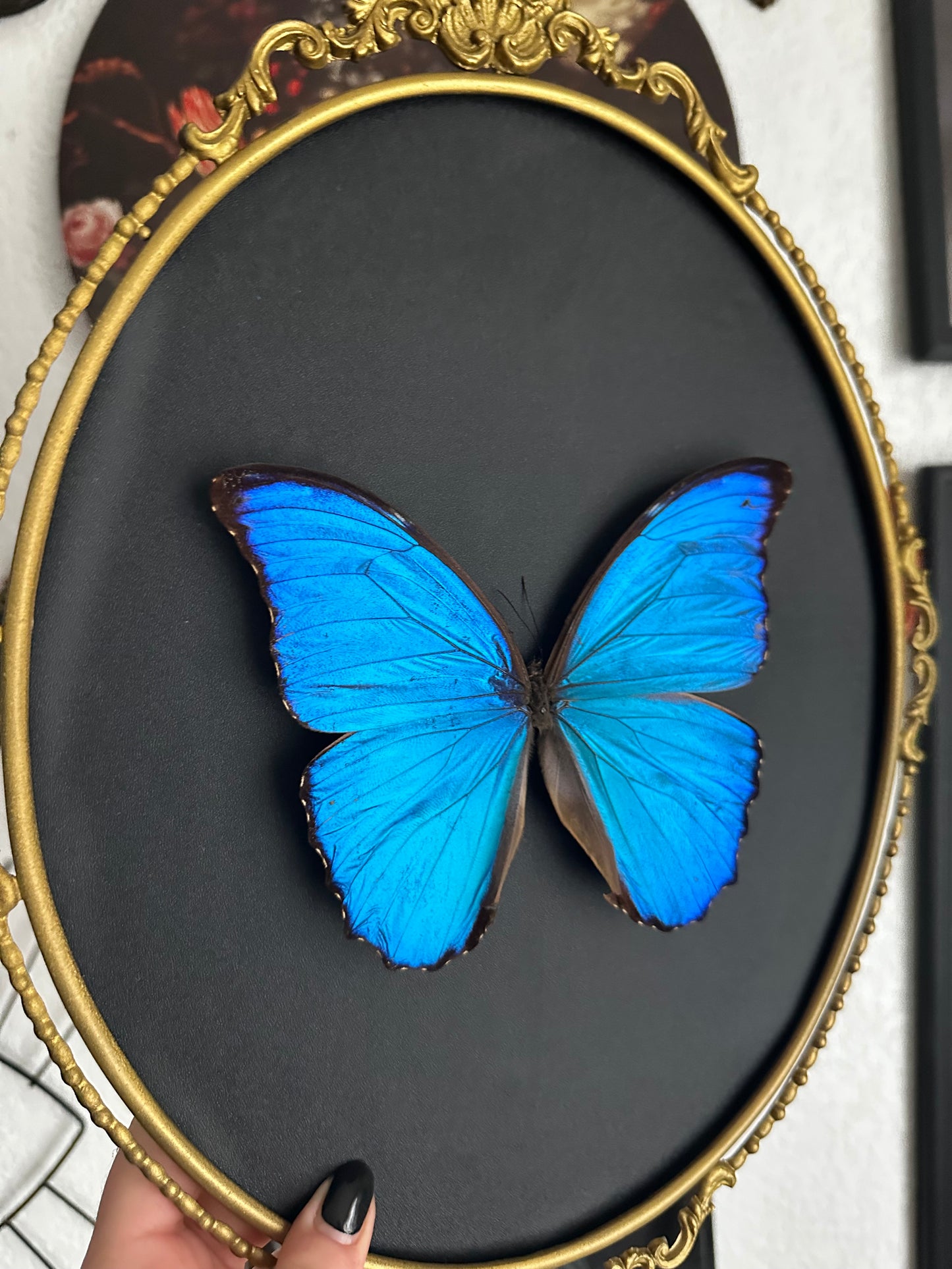 Morpho didius du Pérou