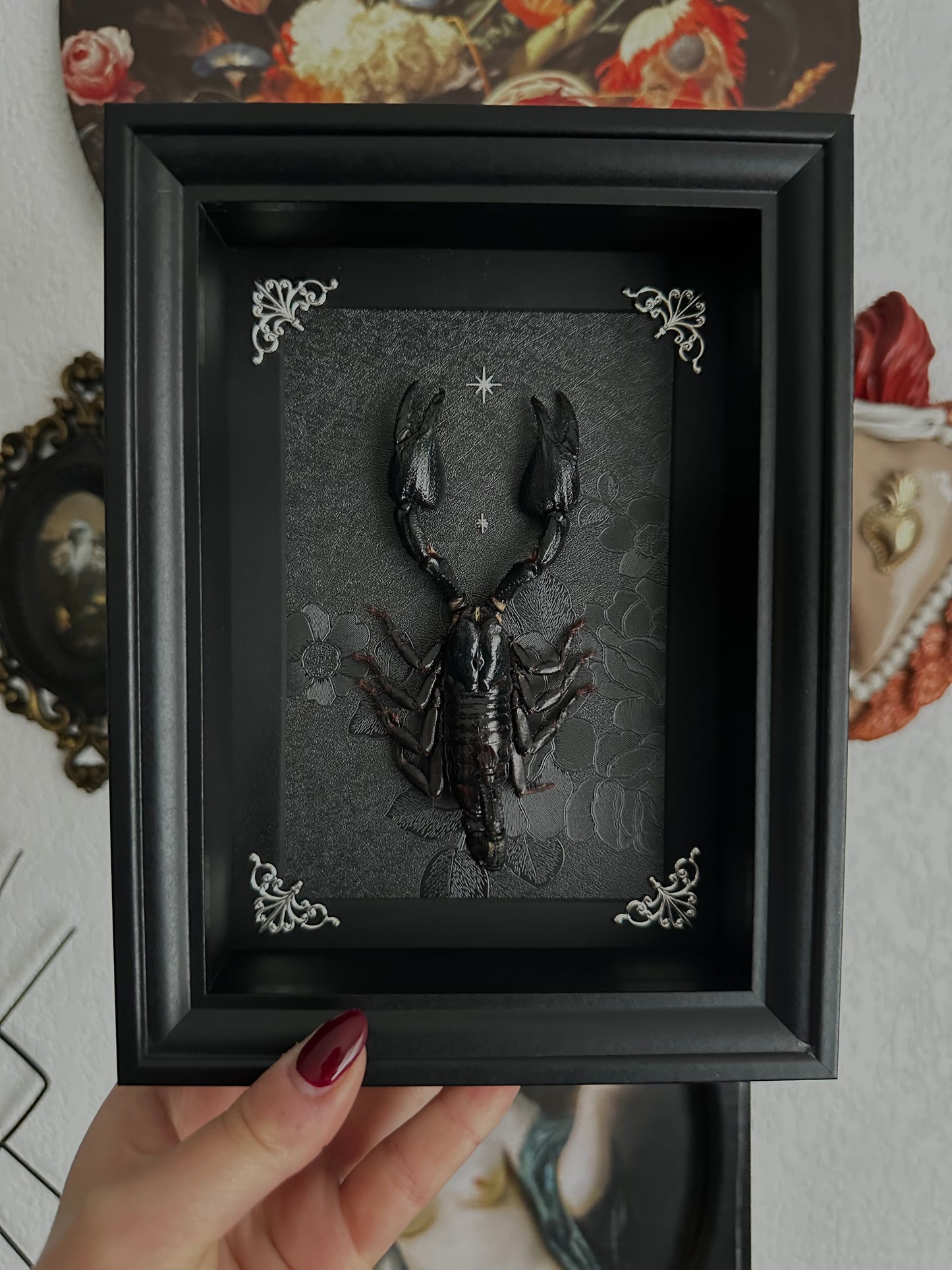 Scorpion noir (Heterometrus cyaneus)