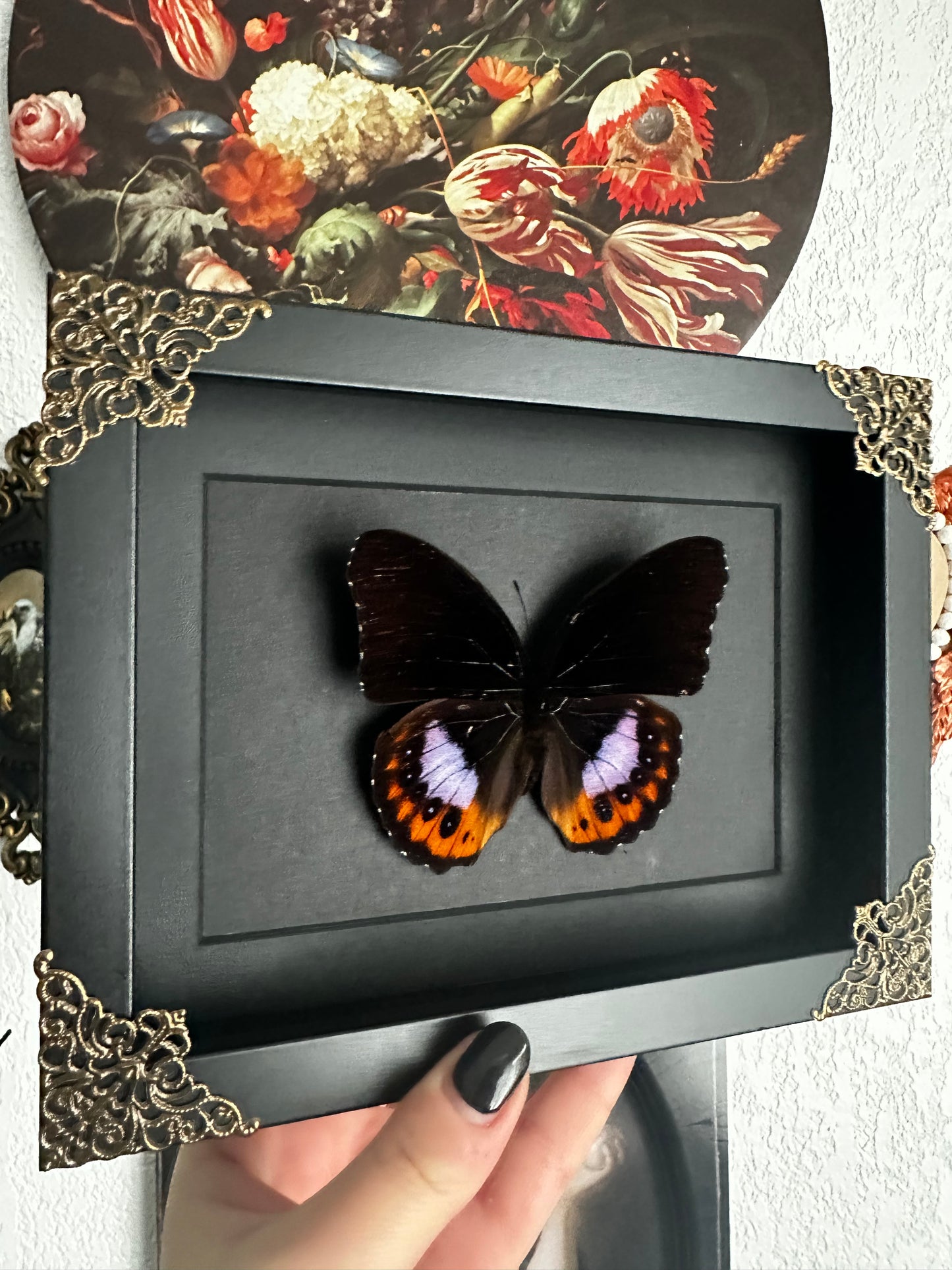 Papillon orange et violet Hypolimnas