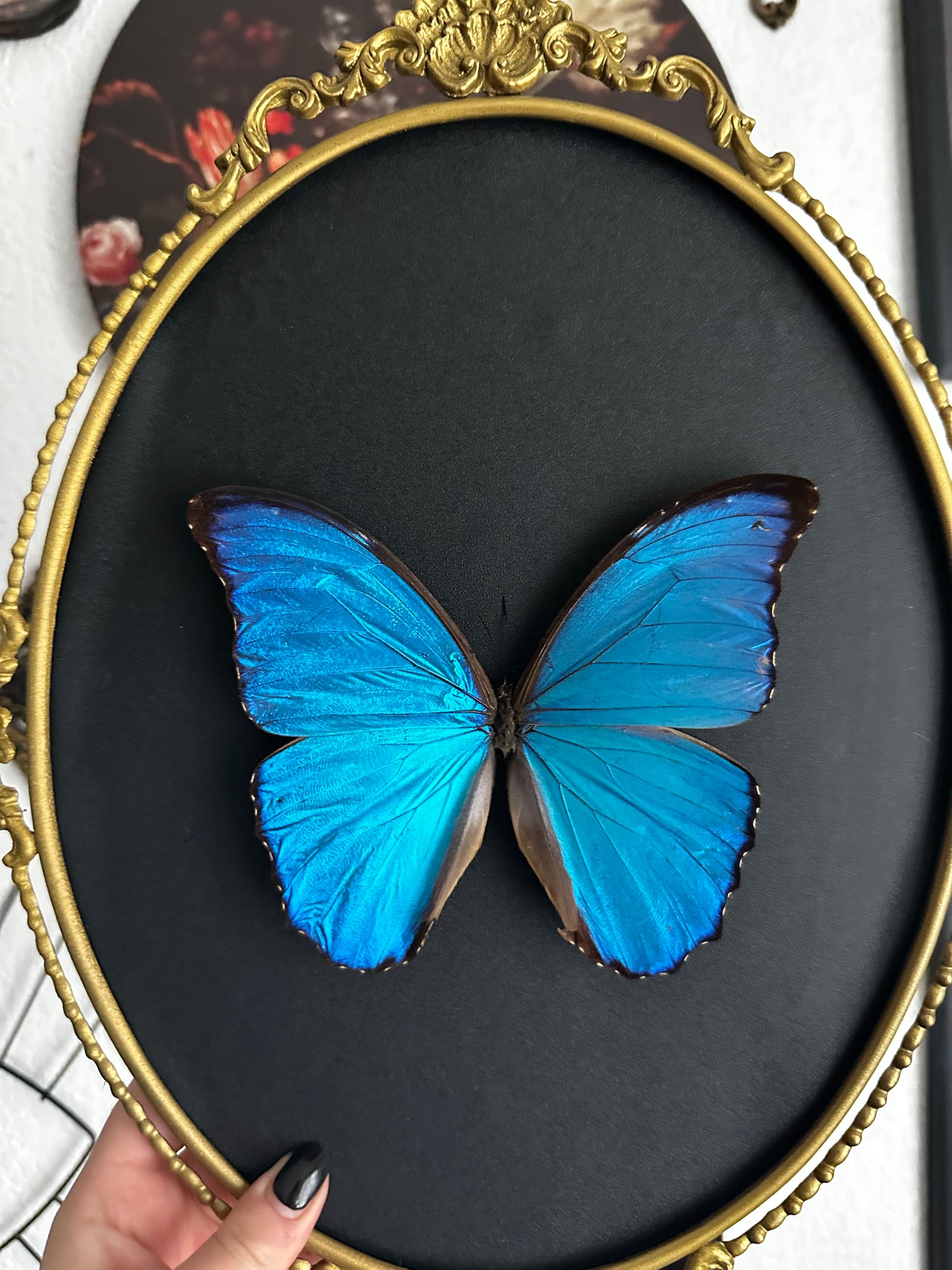 Morpho didius du Pérou