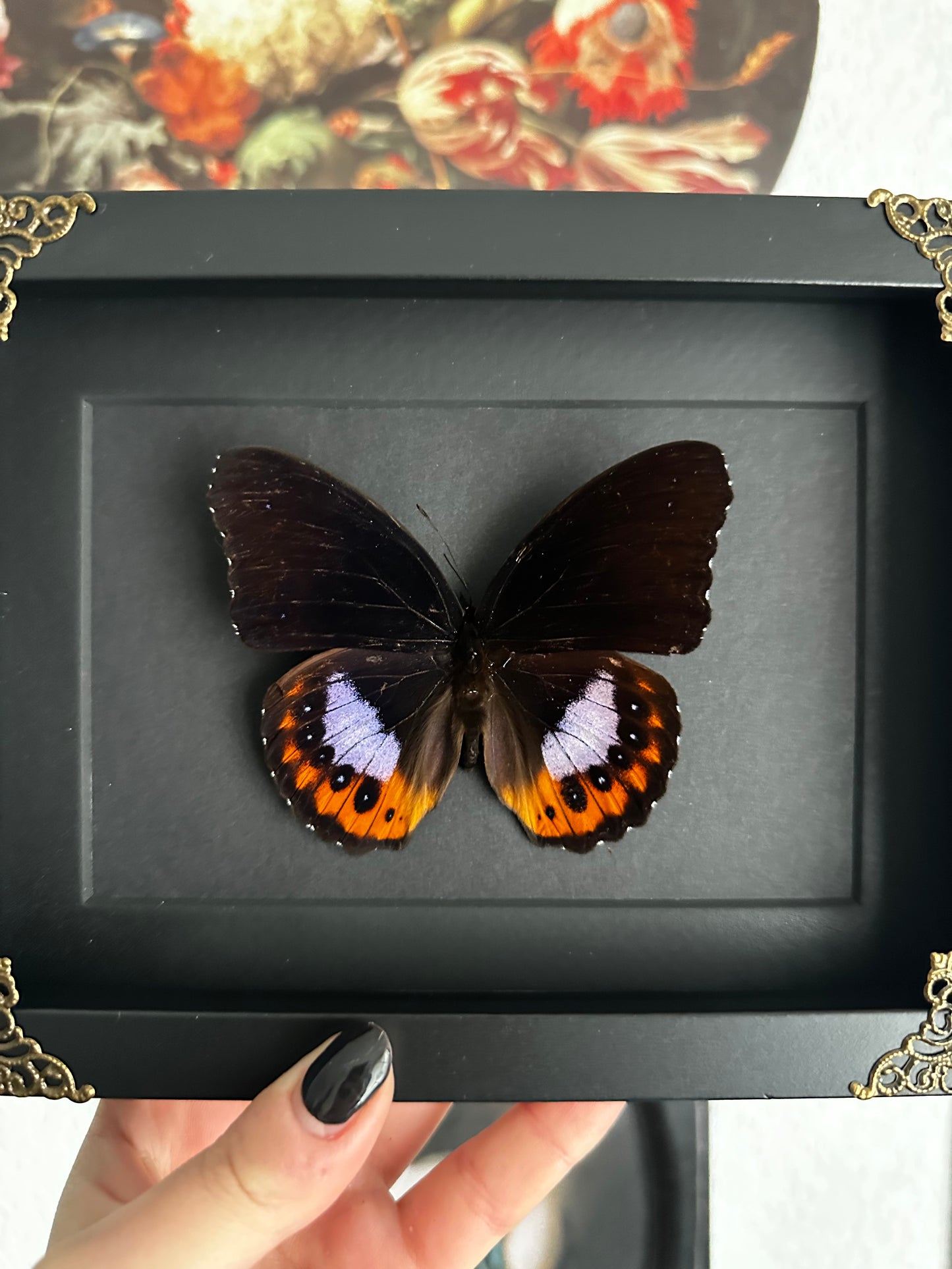 Papillon orange et violet Hypolimnas