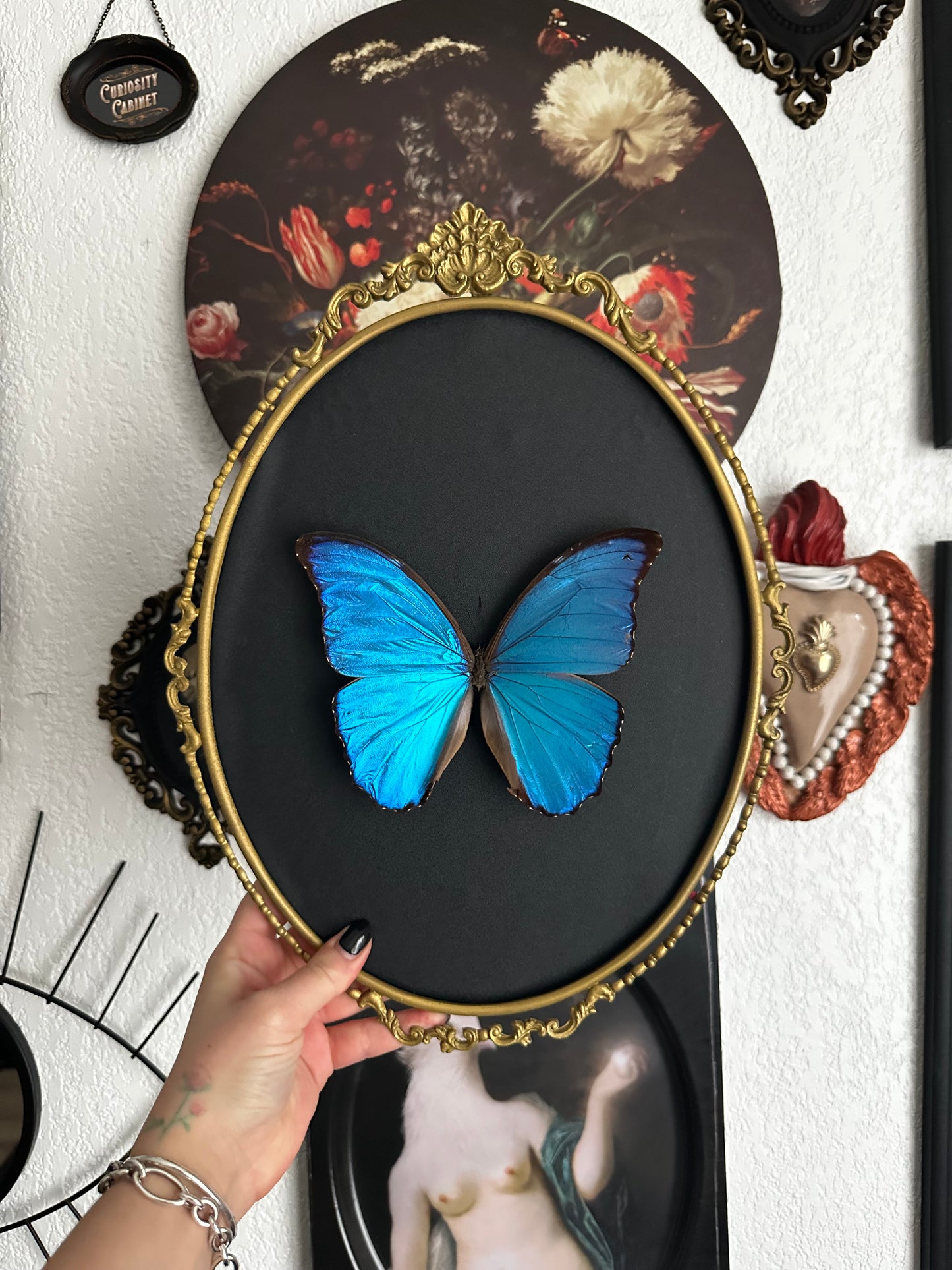 Morpho didius du Pérou