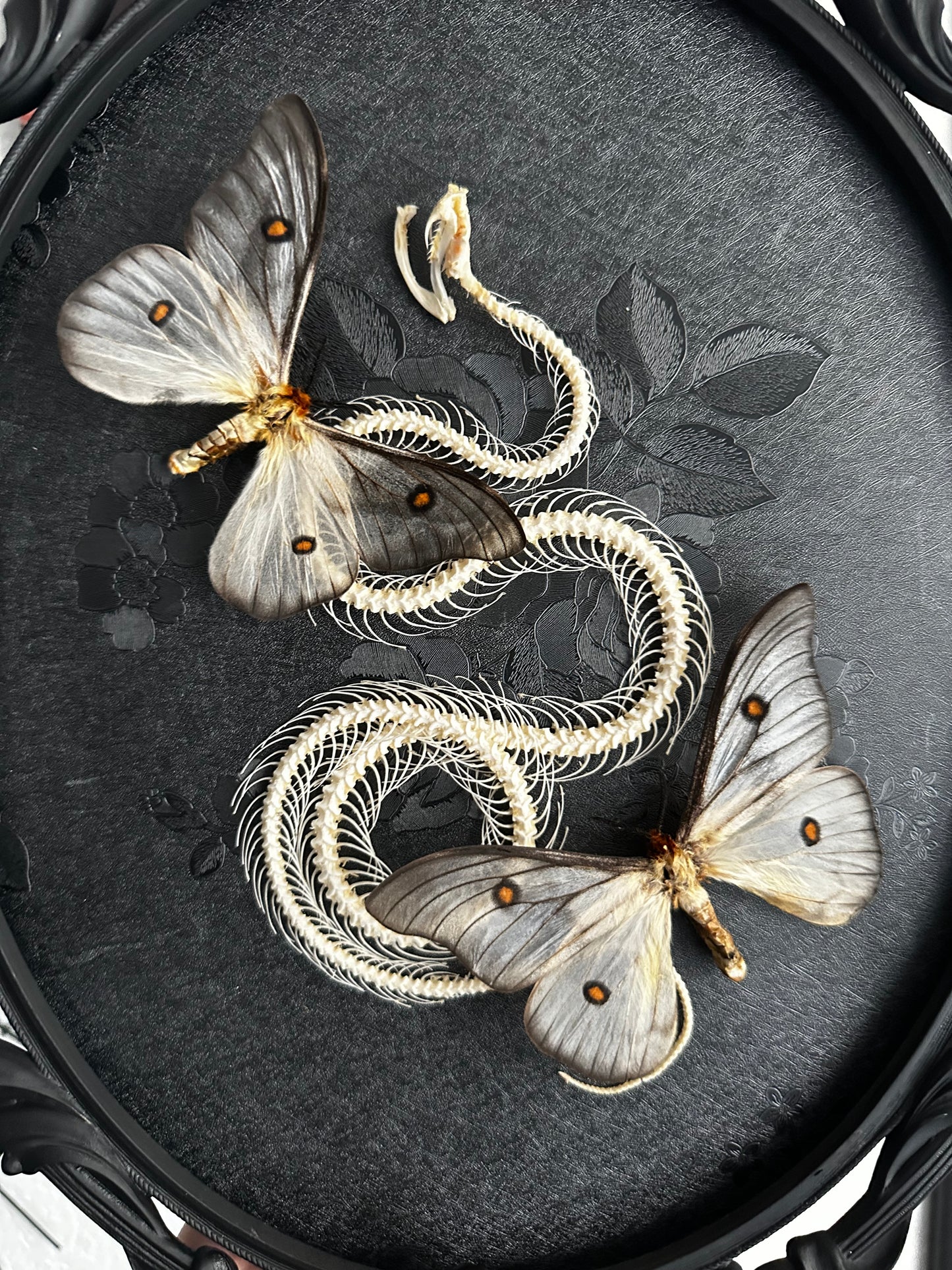 Grande composition squelette de serpent et Ceranchia apollina