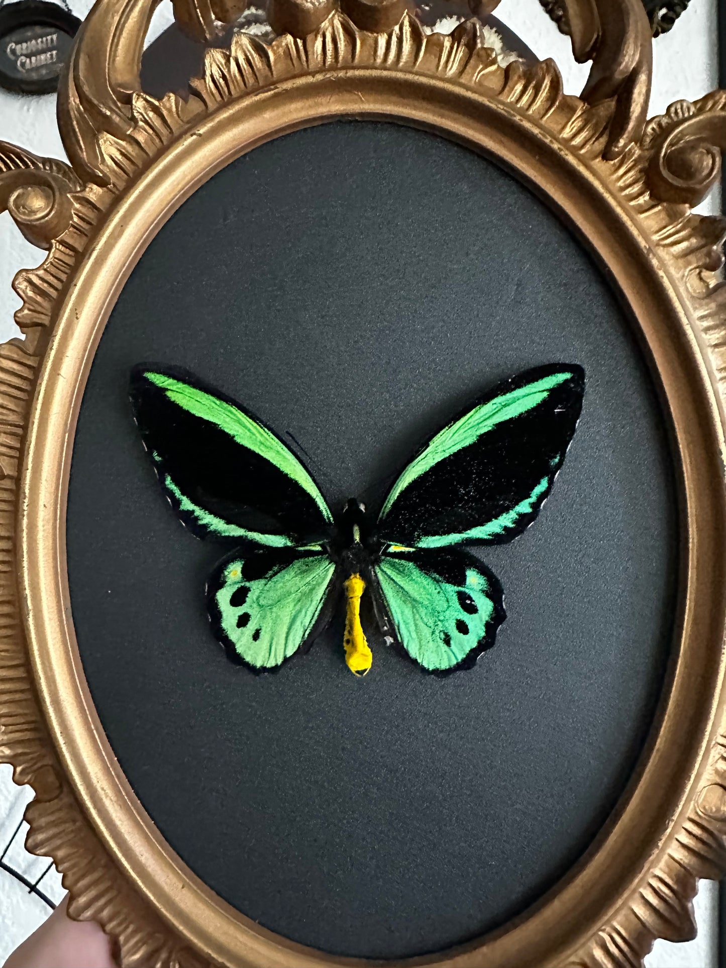 Troides priamus, beautiful "bird wing" butterfly