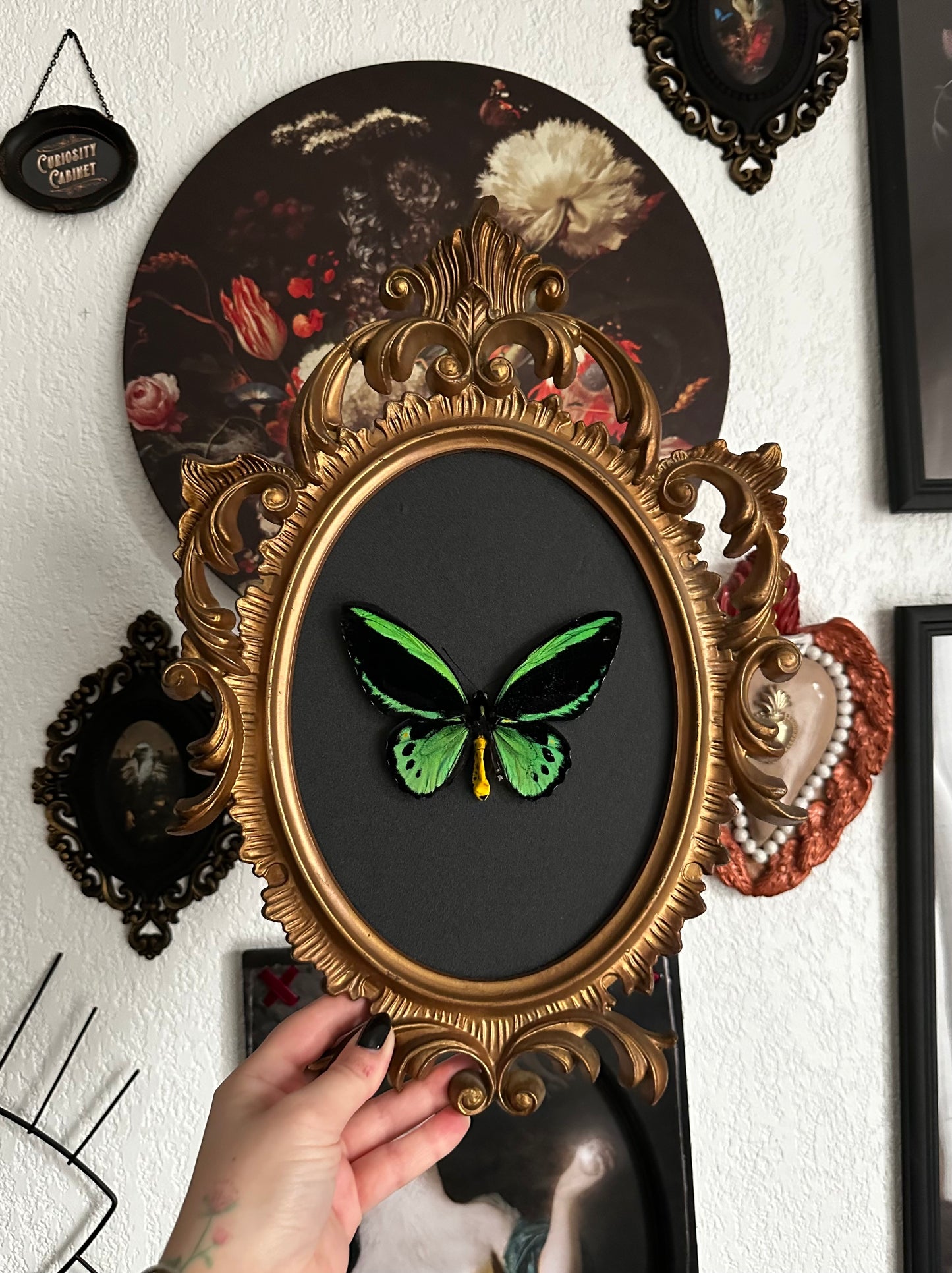 Troides priamus, beautiful "bird wing" butterfly
