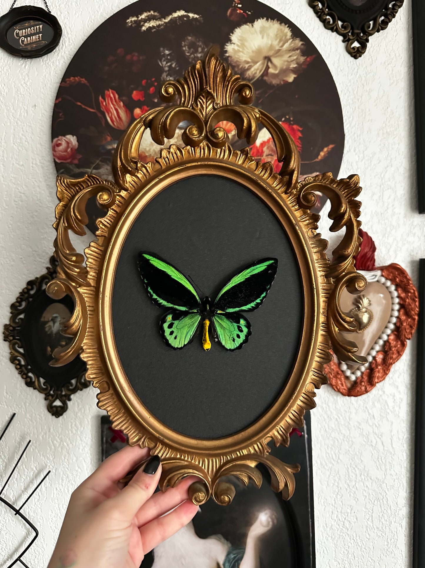 Troides priamus, beautiful "bird wing" butterfly