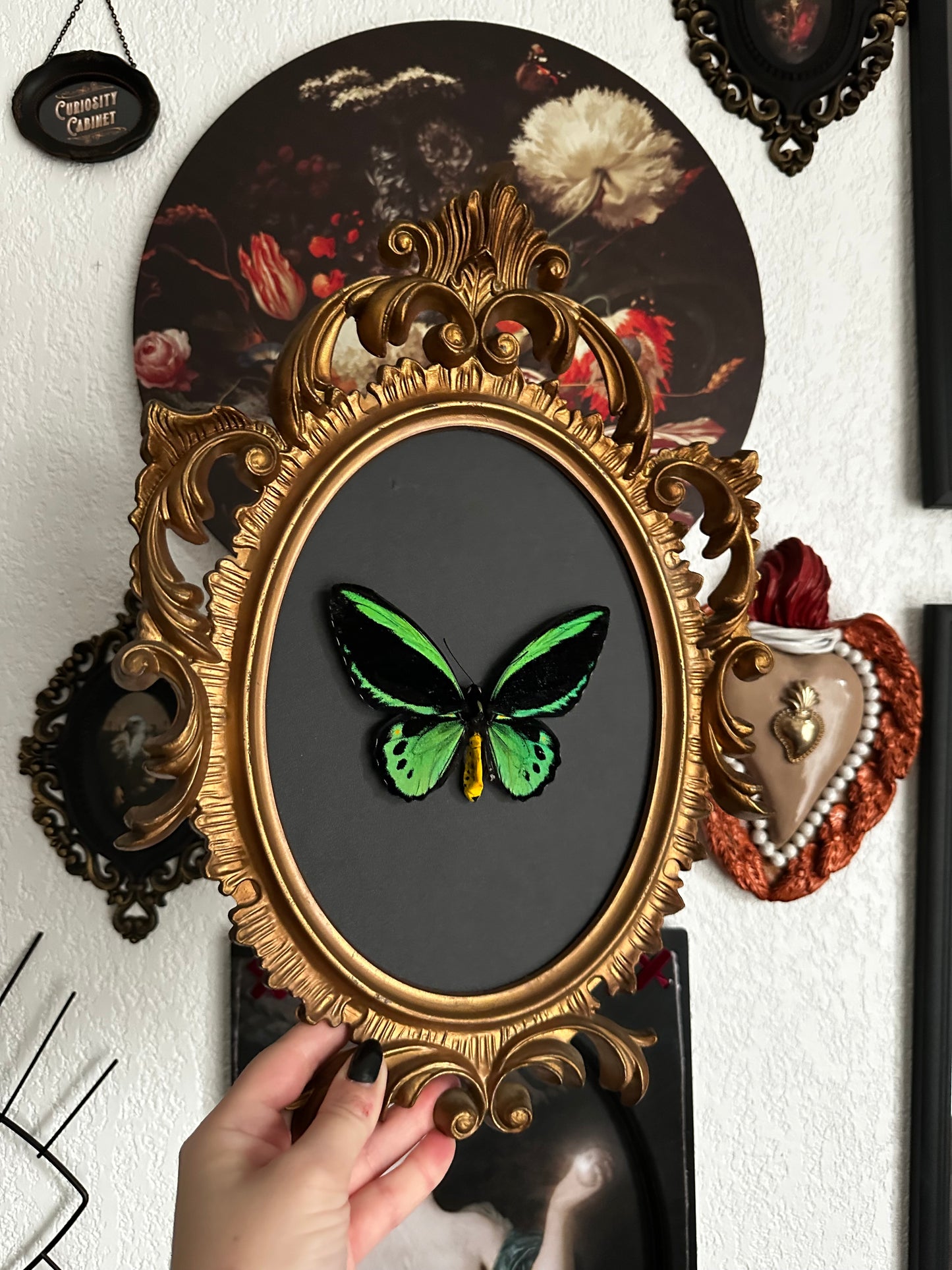 Troides priamus, beautiful "bird wing" butterfly