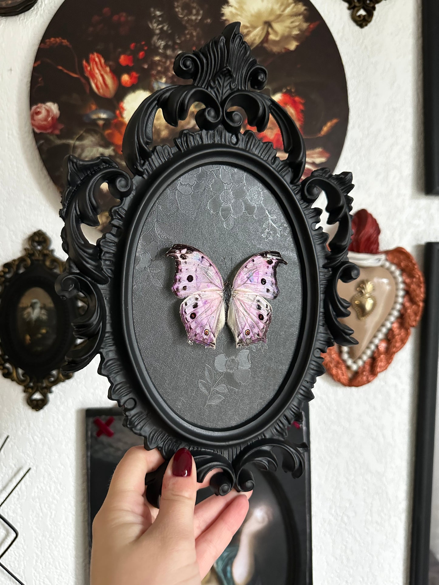 "Mother of pearl" pearly butterfly (Salamis parhassus)